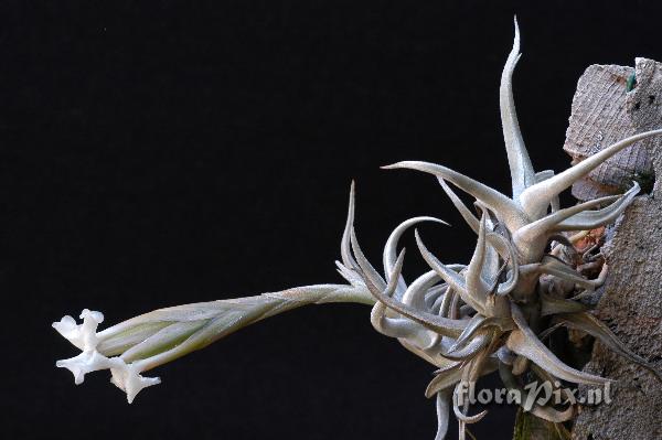 Tillandsia xiphioides var. tafiensis