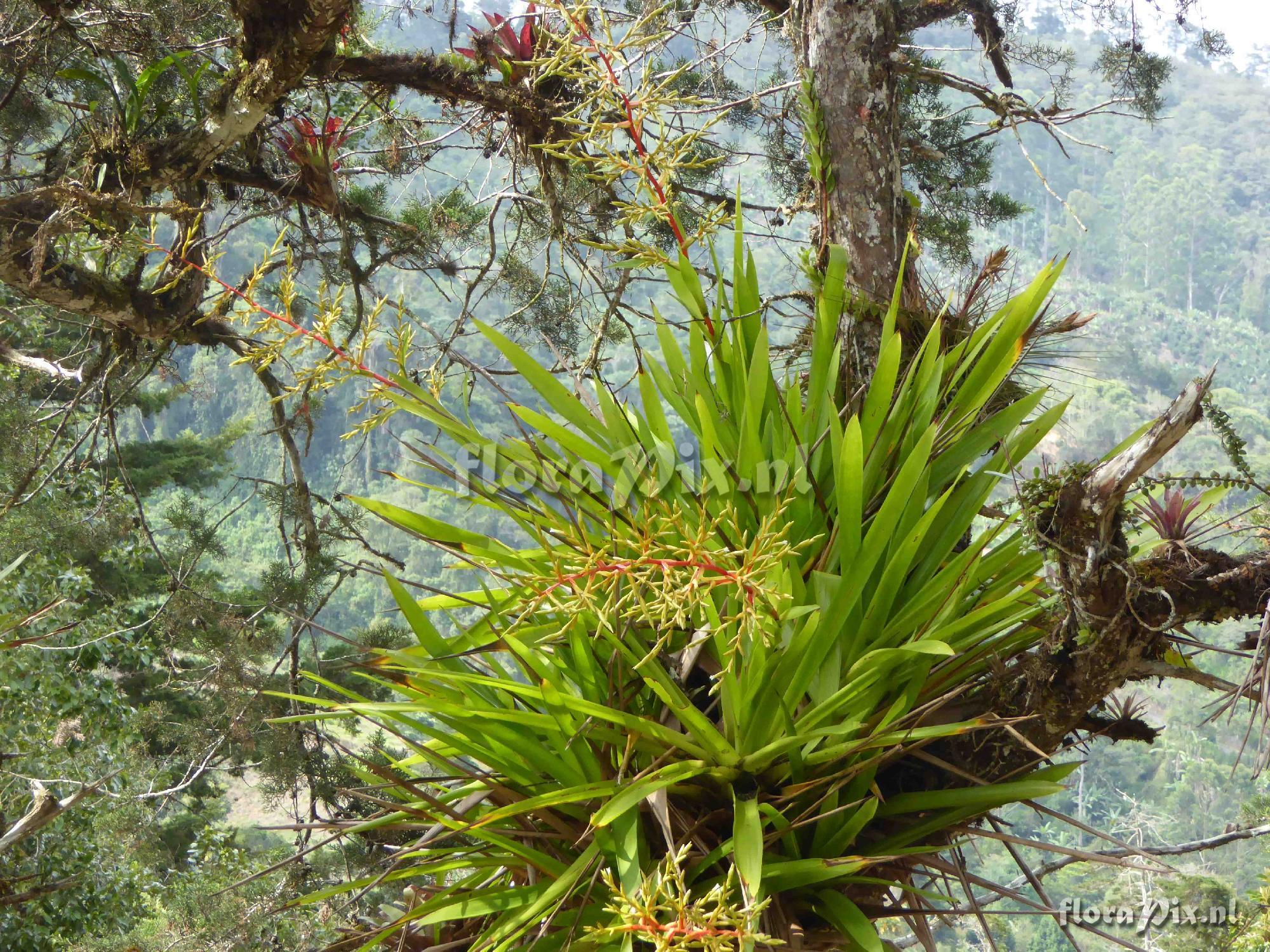 Guzmania condensata