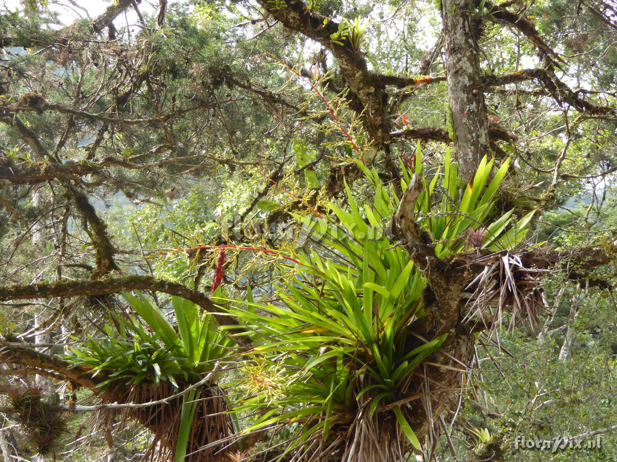 Guzmania condensata