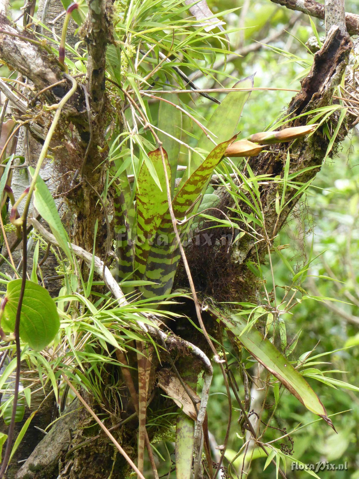 Werauhia vittata