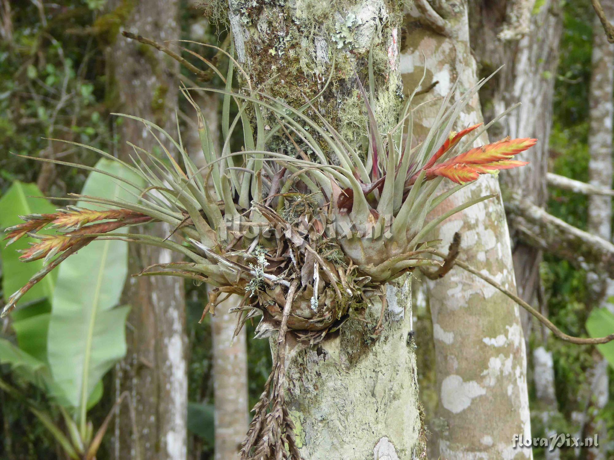 Tillandsia chontalensis