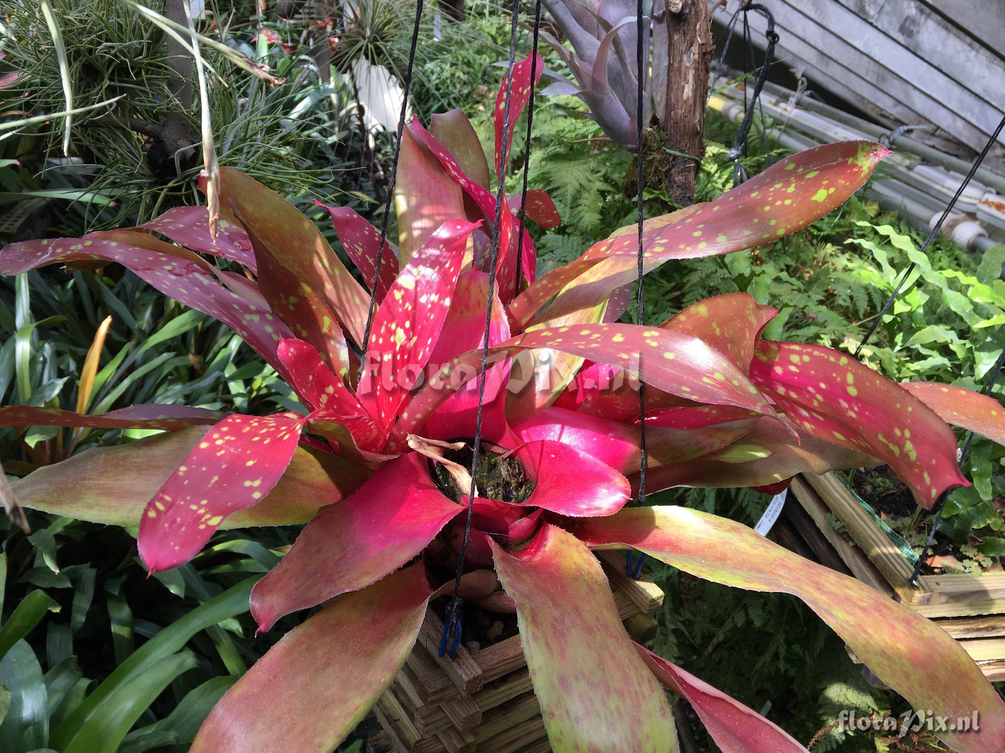 Neoregelia hybrid