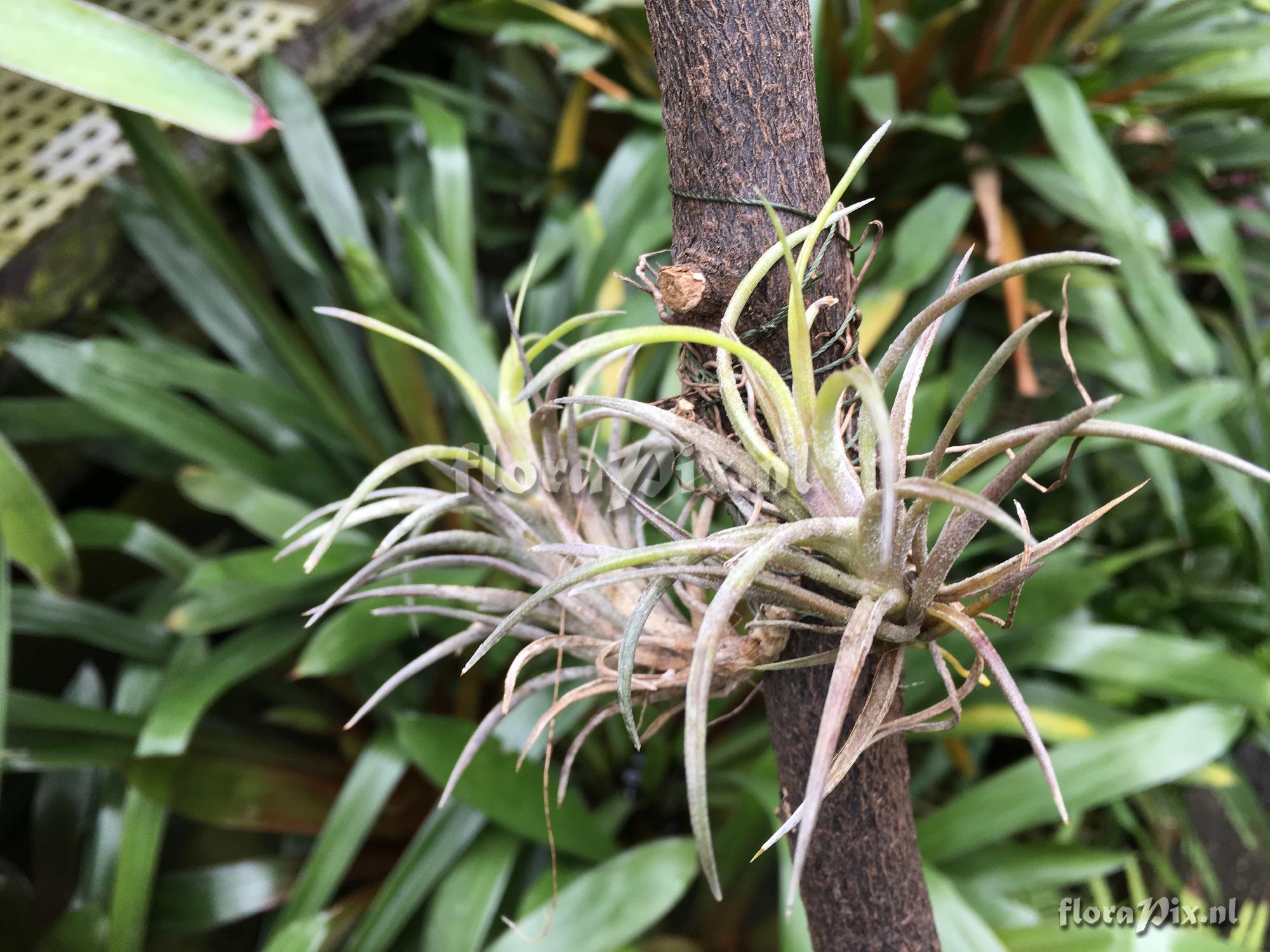 Tillandsia species