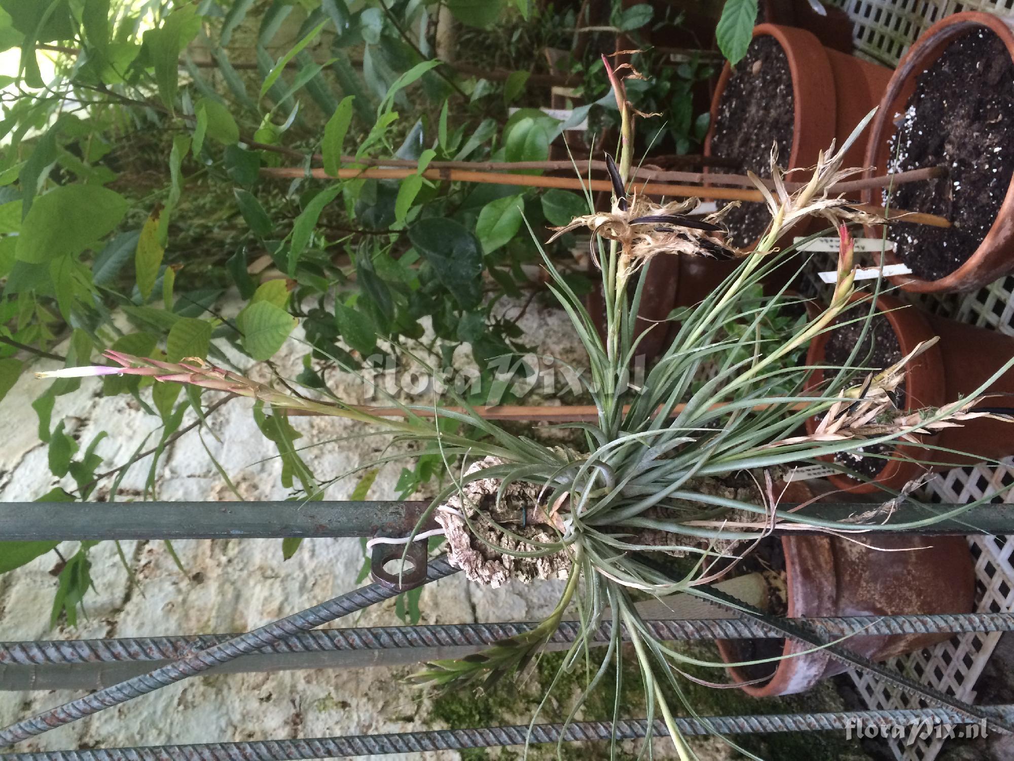 Tillandsia 