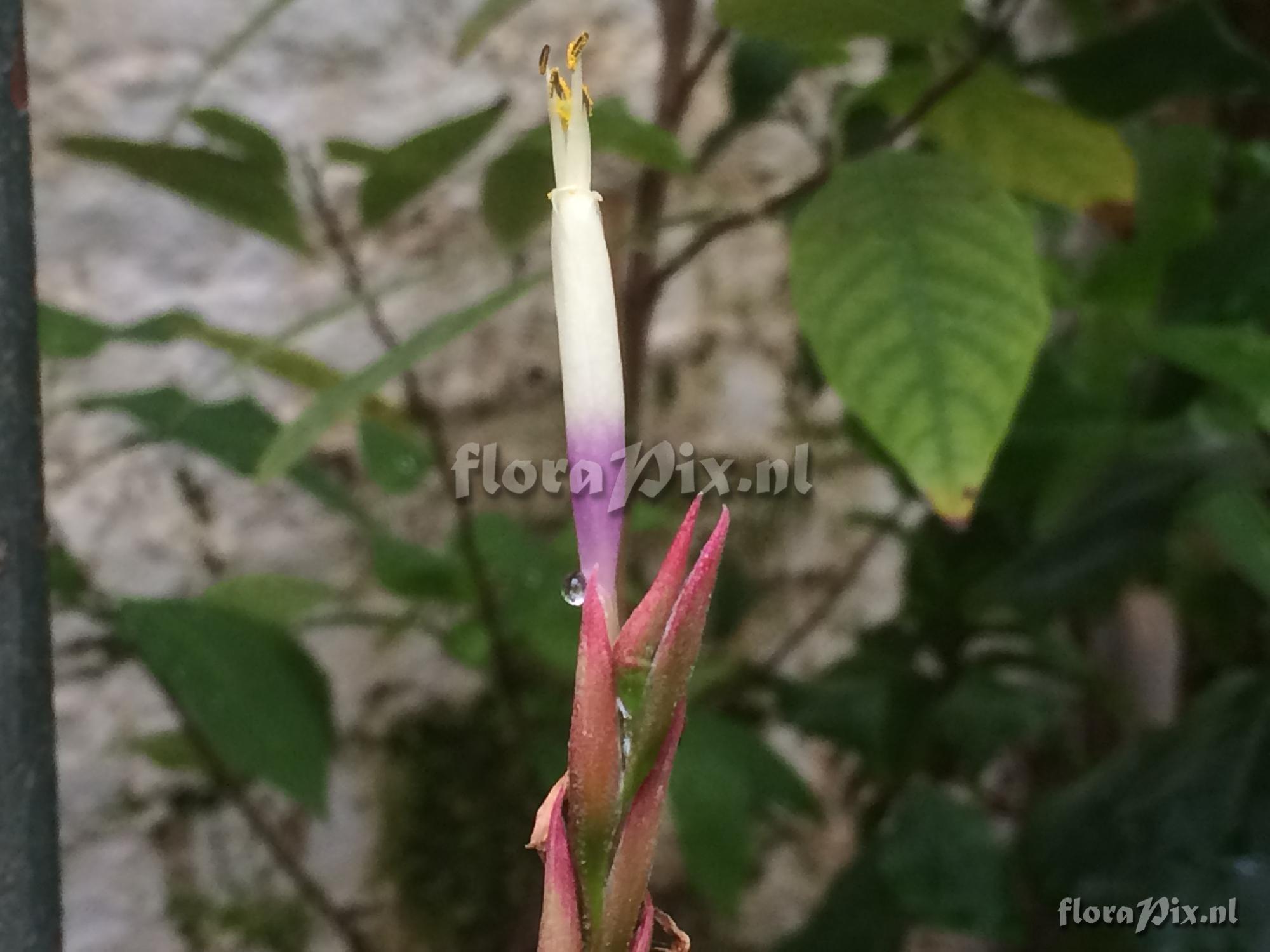 Tillandsia 