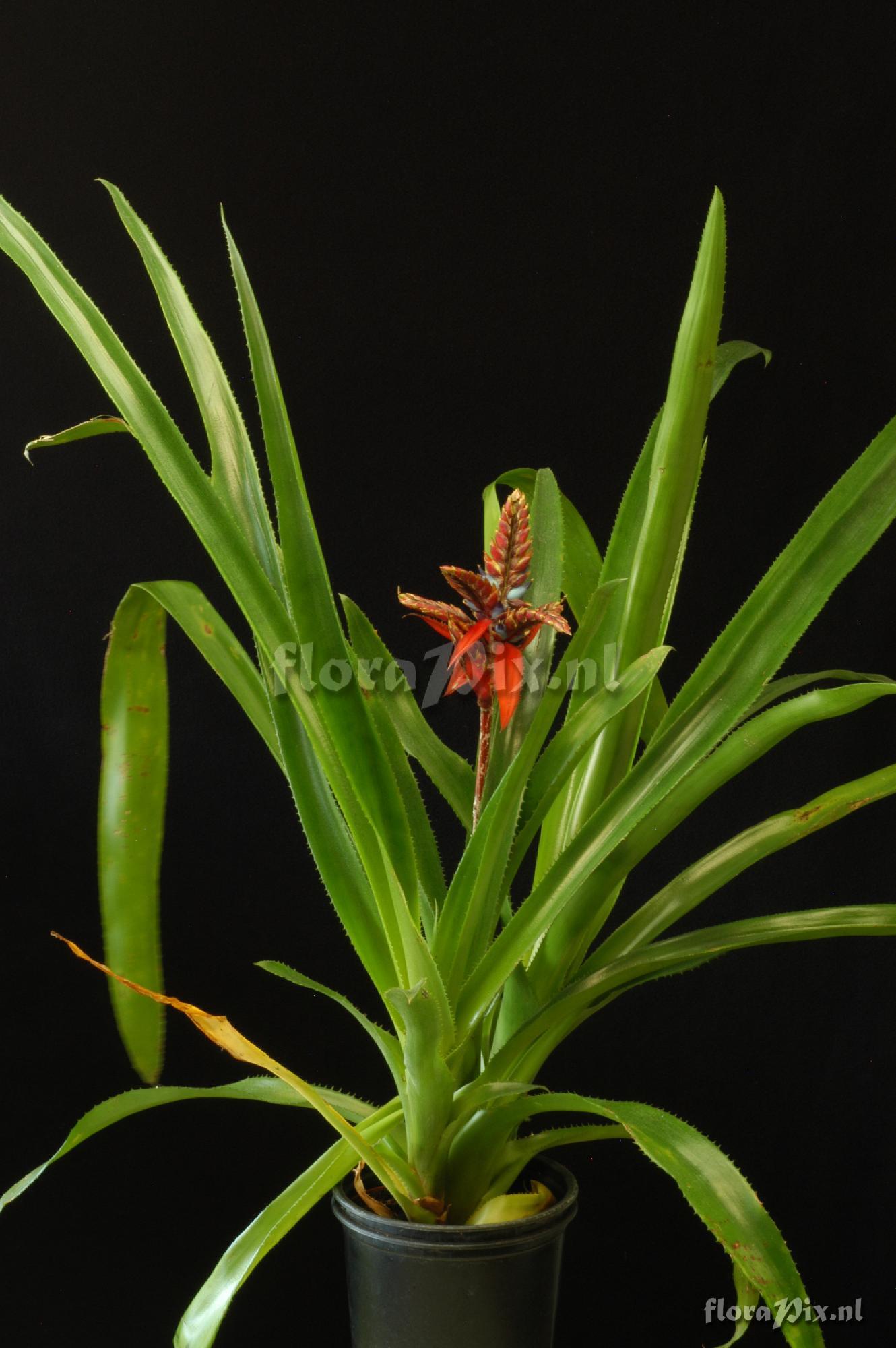 Aechmea tillandsioides 