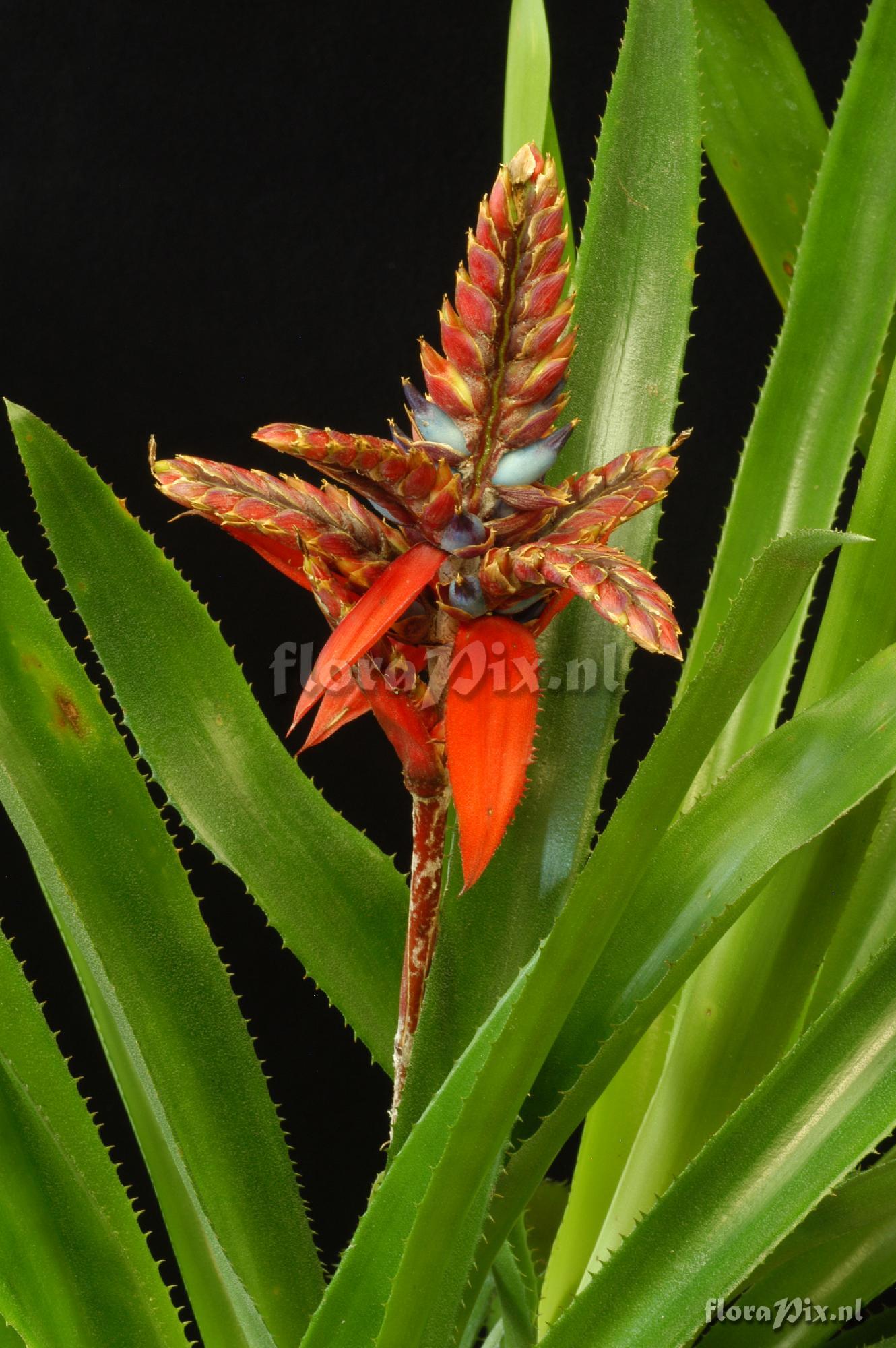 Aechmea tillandsioides 