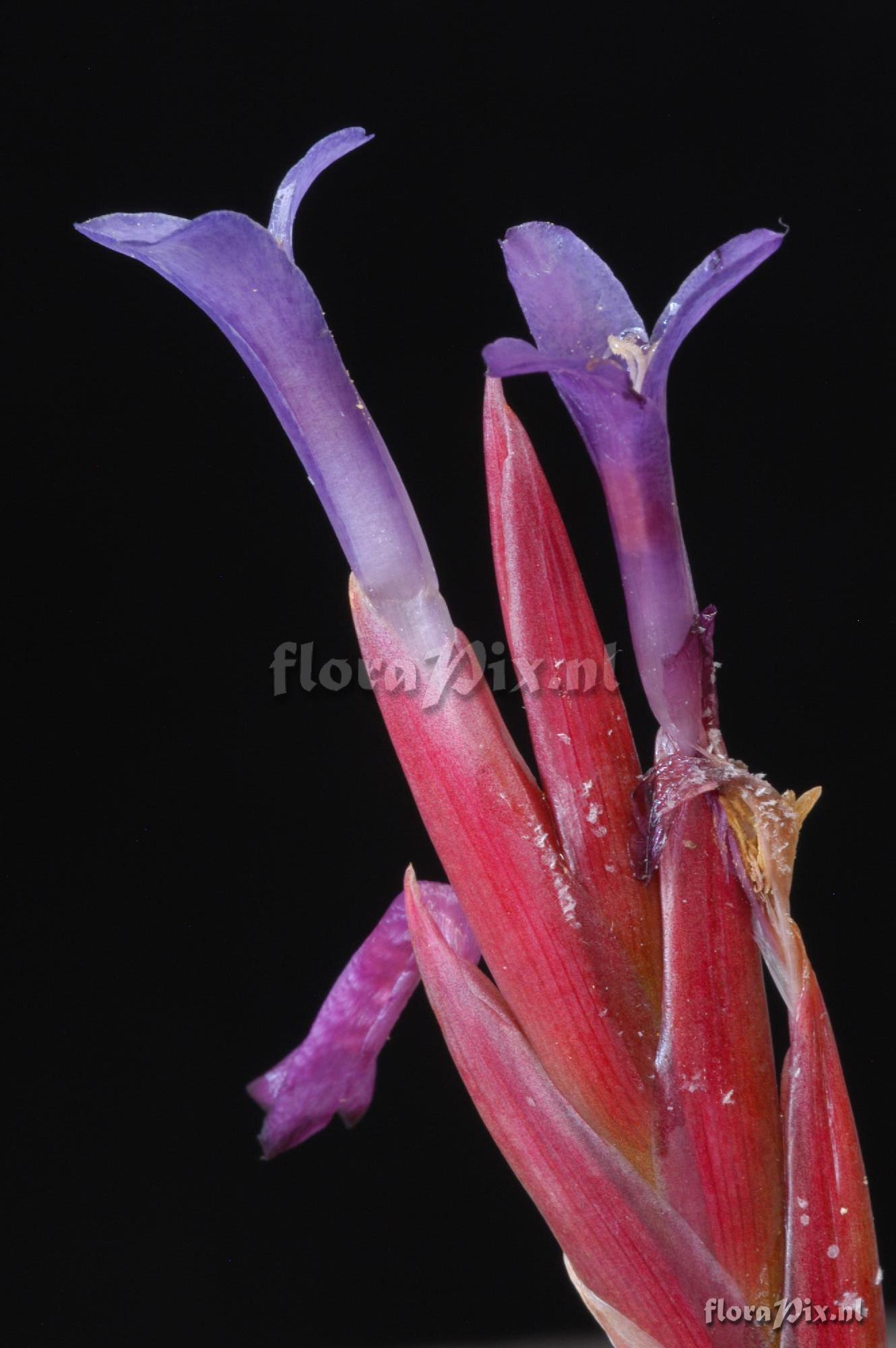 Tillandsia zecheri 