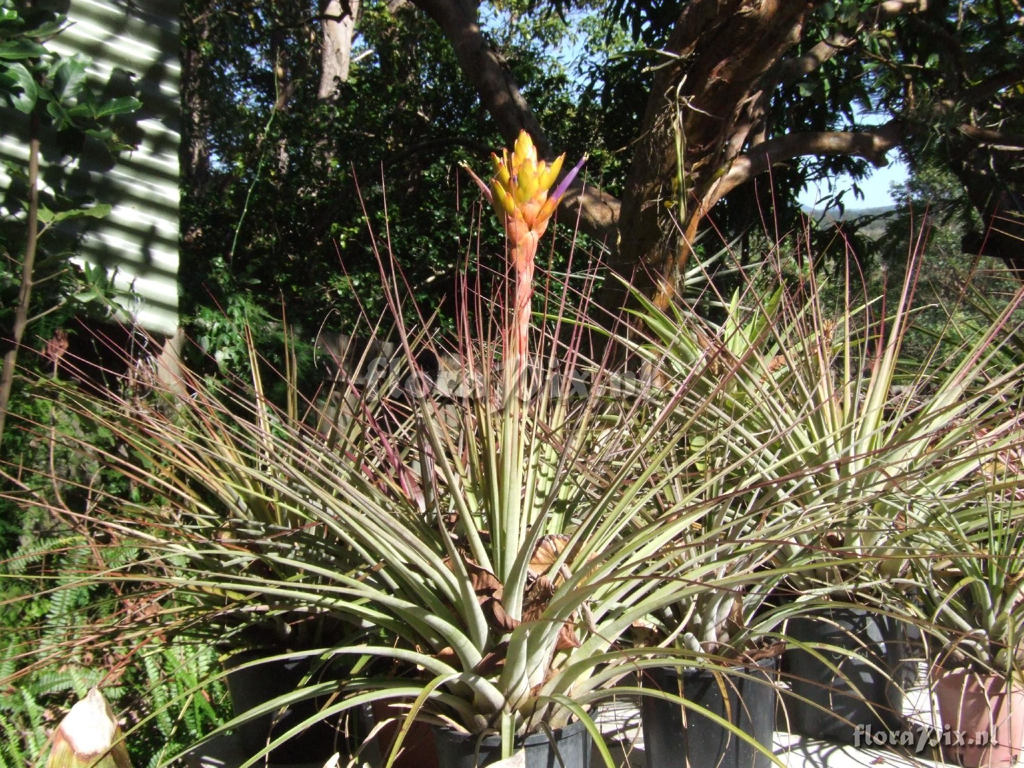 Tillandsia rotundata