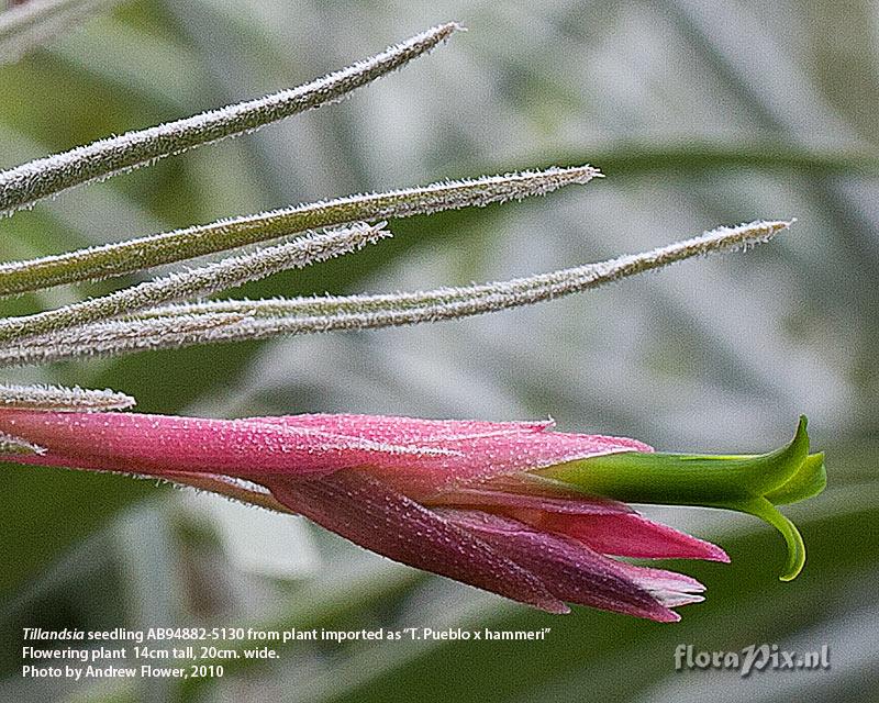 Tillandsia tortilis 