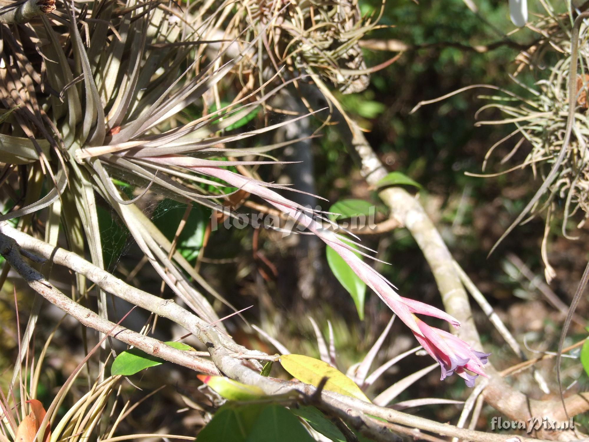 Tillandsia unknown