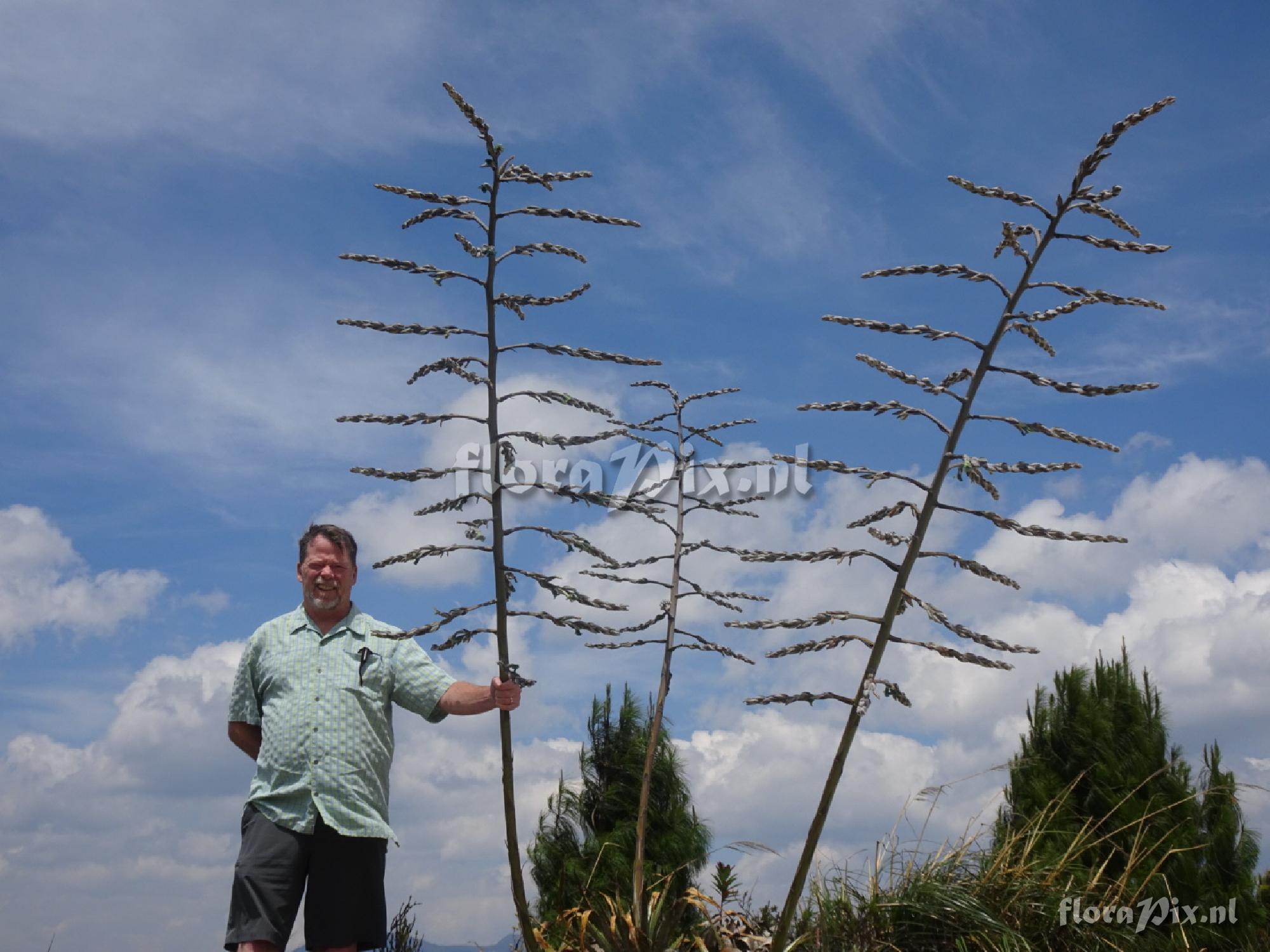 Puya 