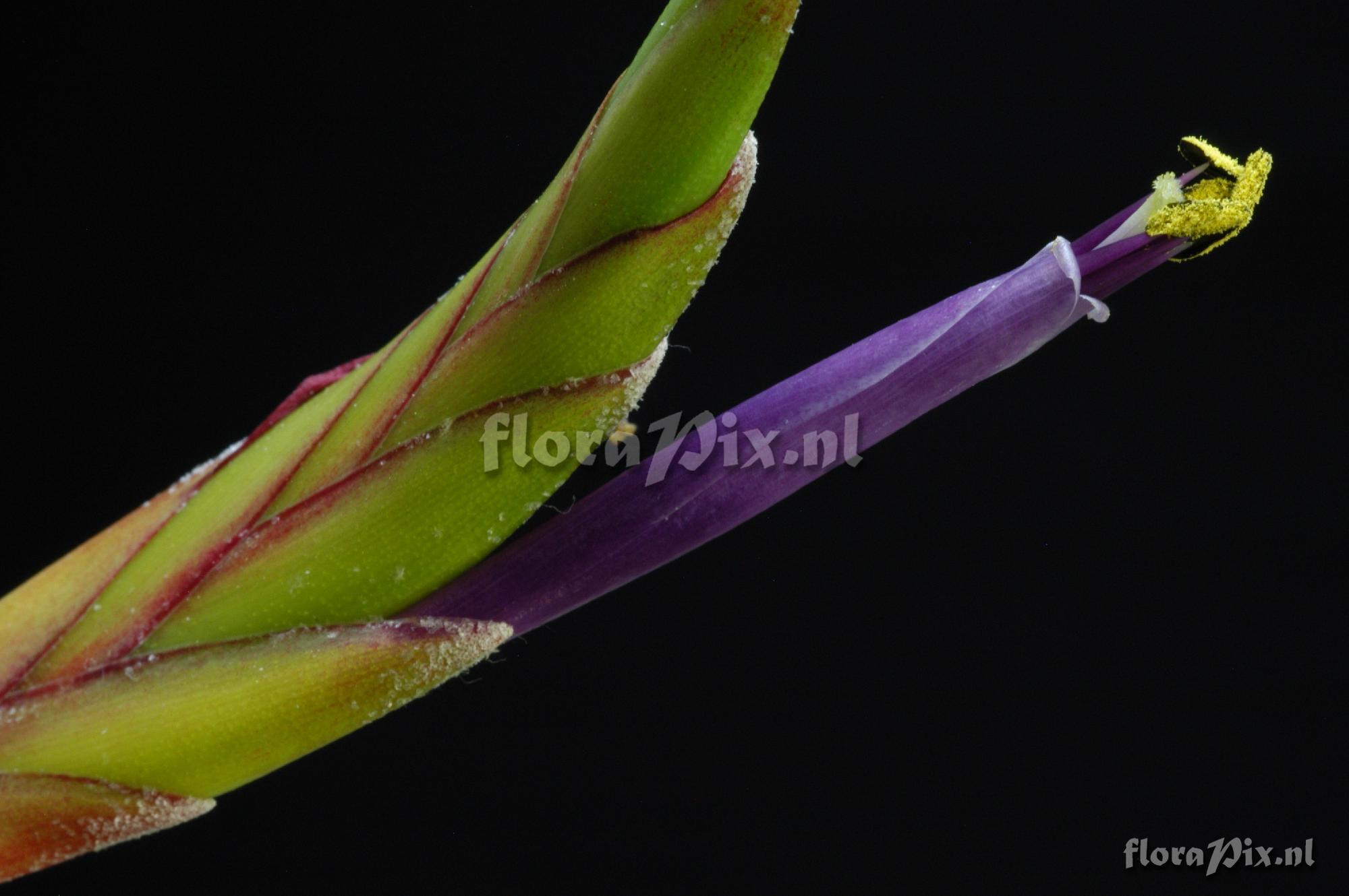 Tillandsia manzanilloensis