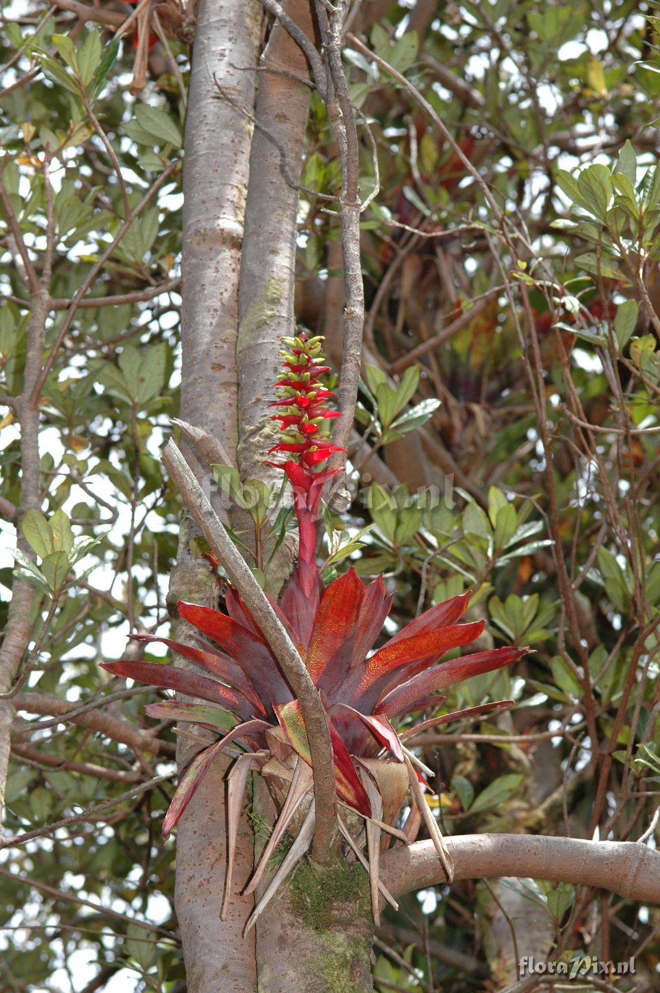 Vriesea ororiensis