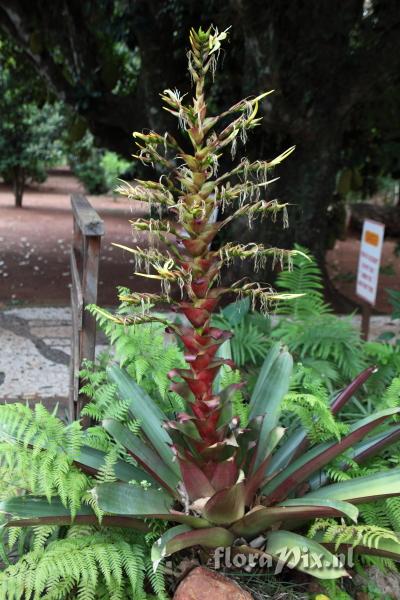 Alcantarea imperialis