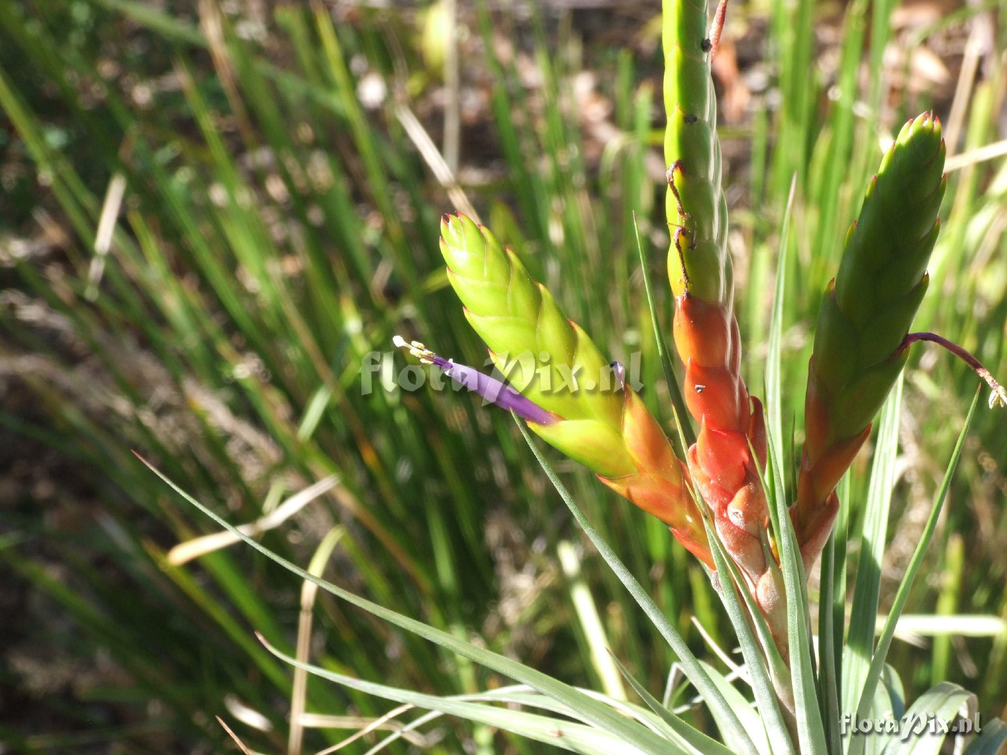 Tillandsia fasciculata 