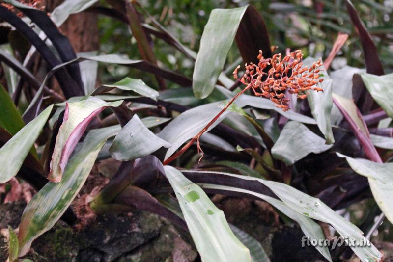 Aechmea miniata var. discolor