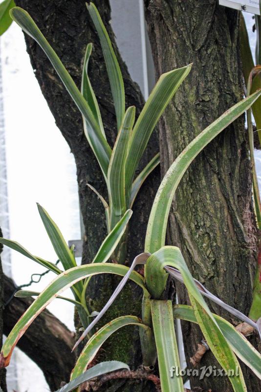 Aechmea nudicaulis var. cuspidata