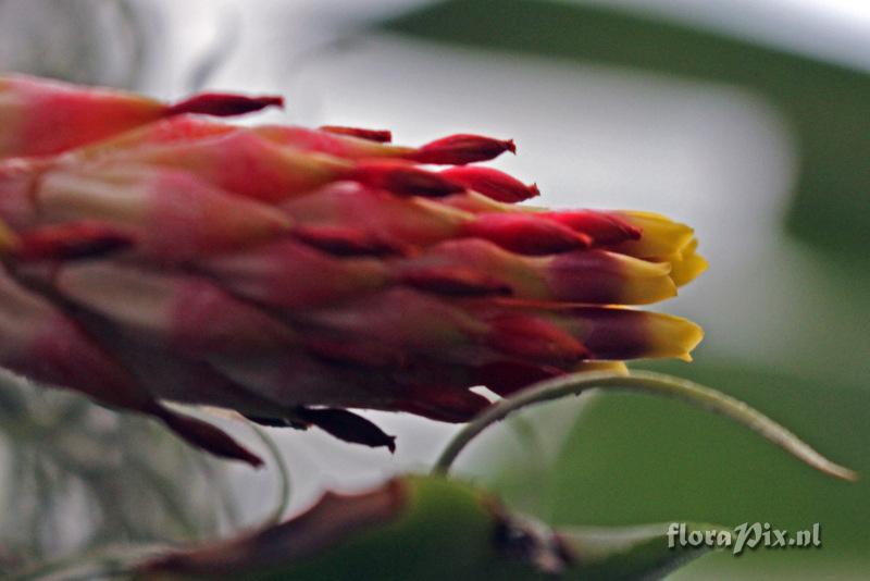 Aechmea nudicaulis var. nudicaulis