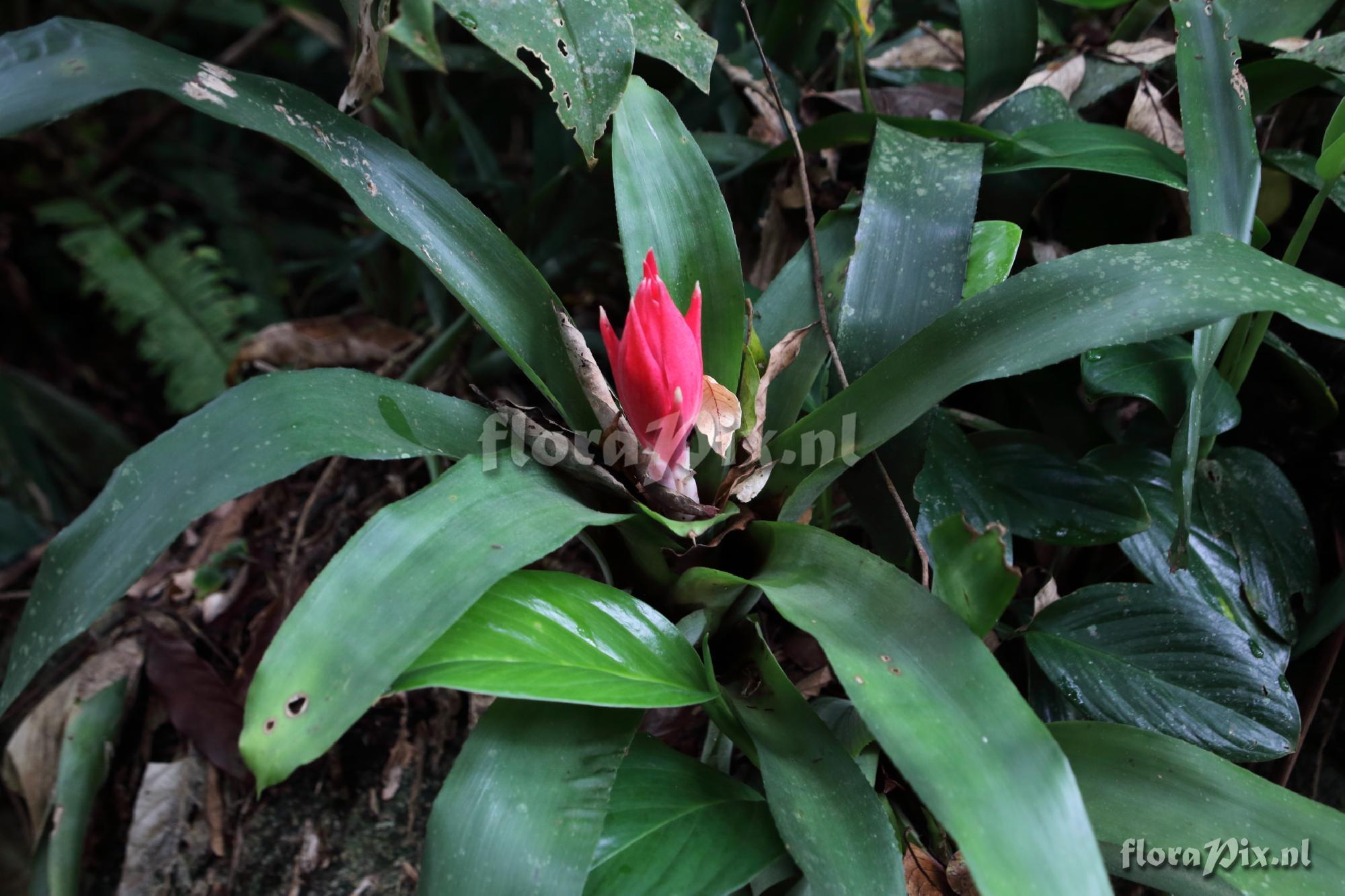 Billbergia pyramidalis