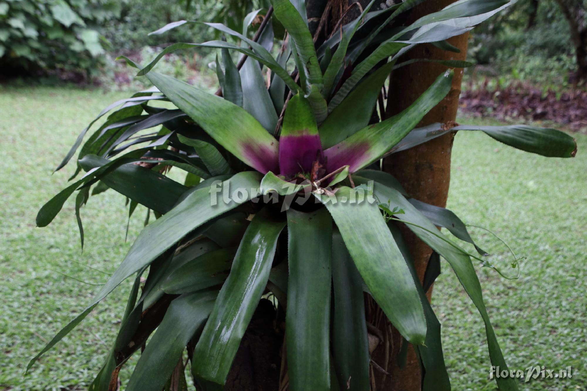 Neoregelia cf. concentrica