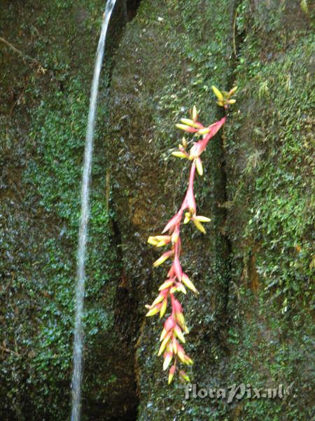 Vriesea billbergioides