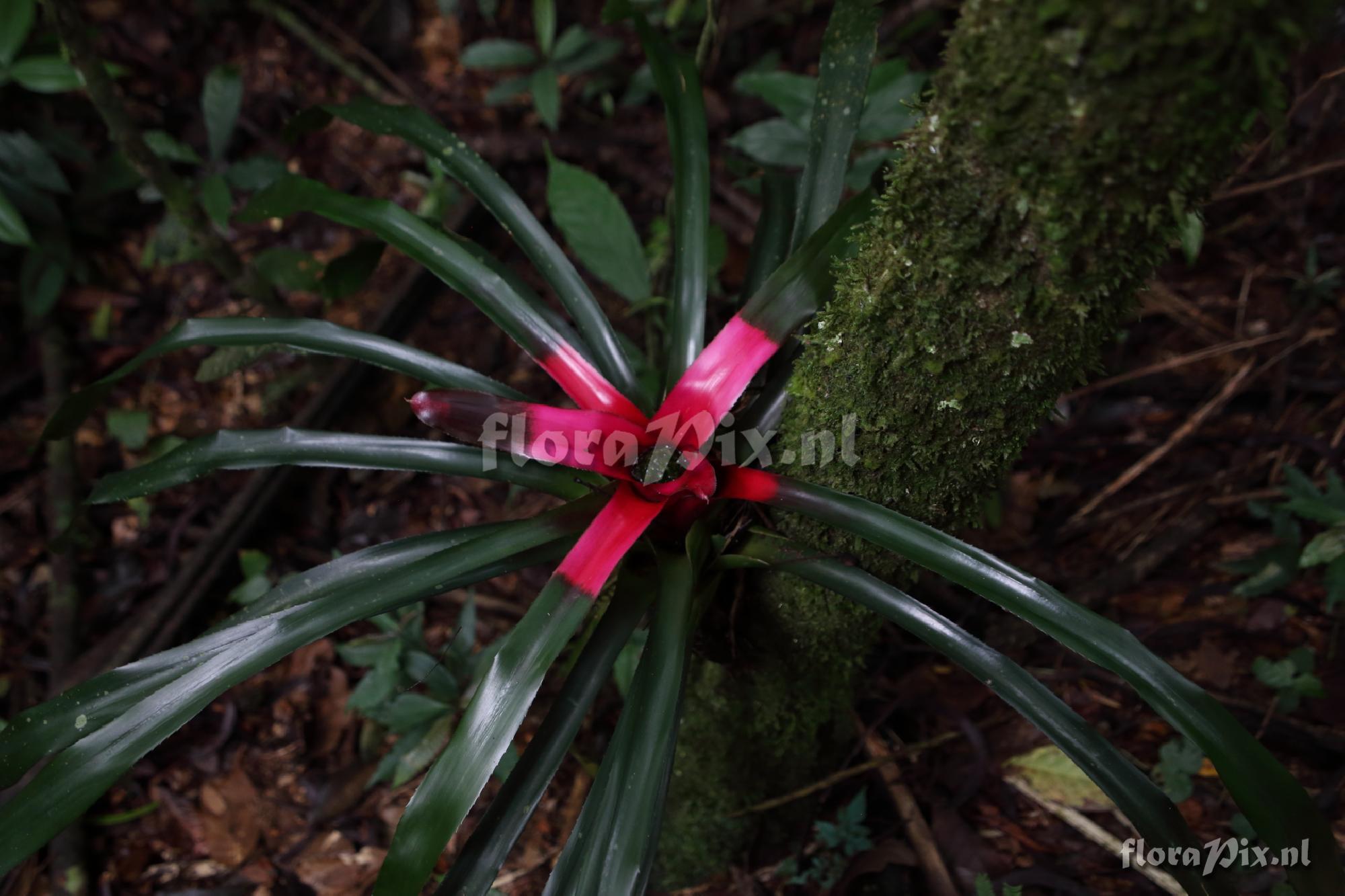 Neoregelia carolinae 