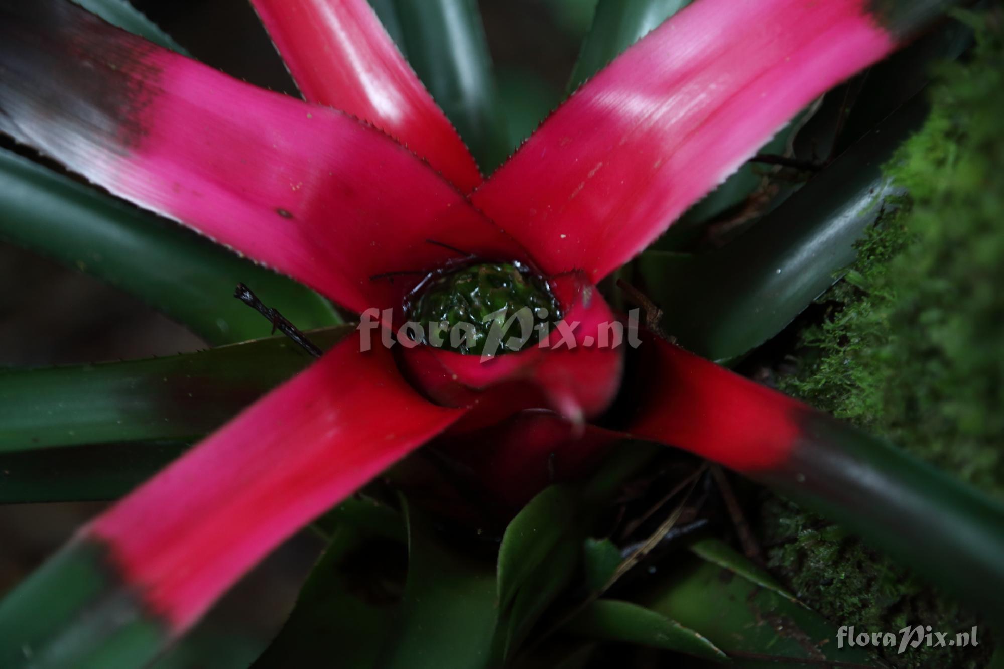 Neoregelia carolinae 