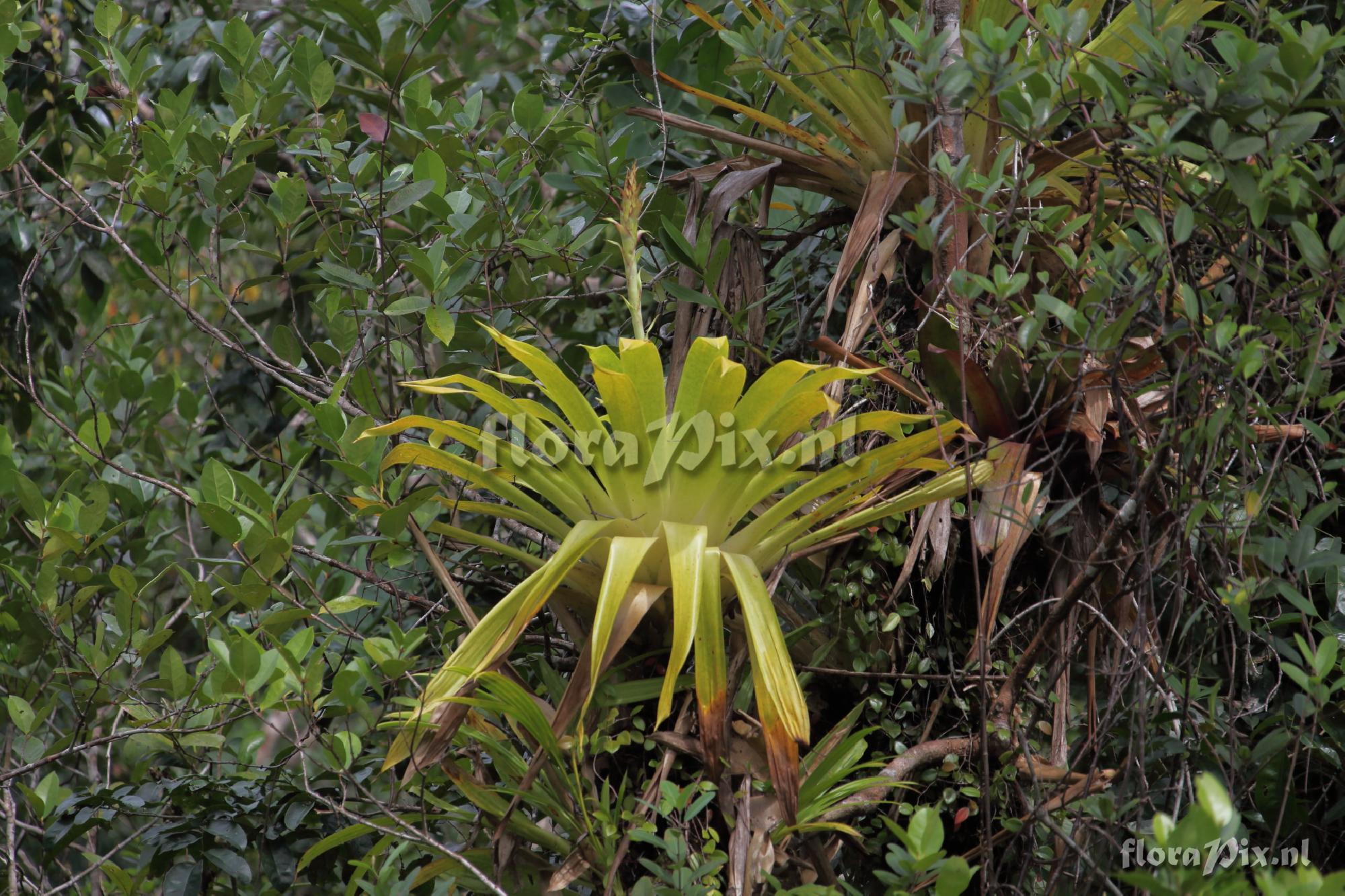 Guzmania ?