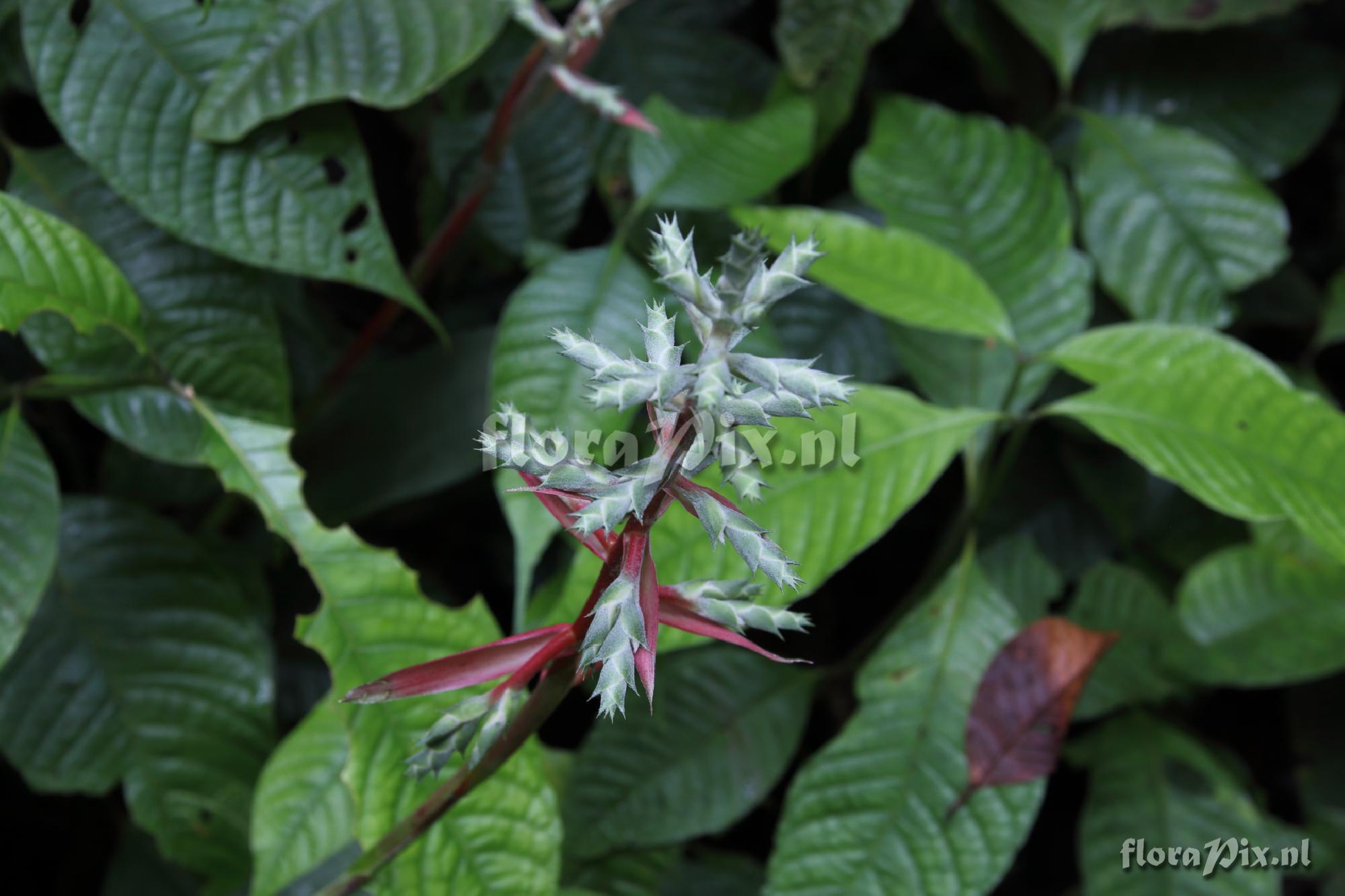 Aechmea pyramidalis