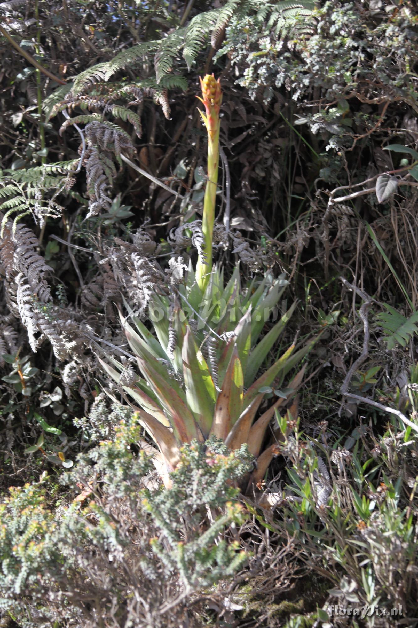 Guzmania sp.