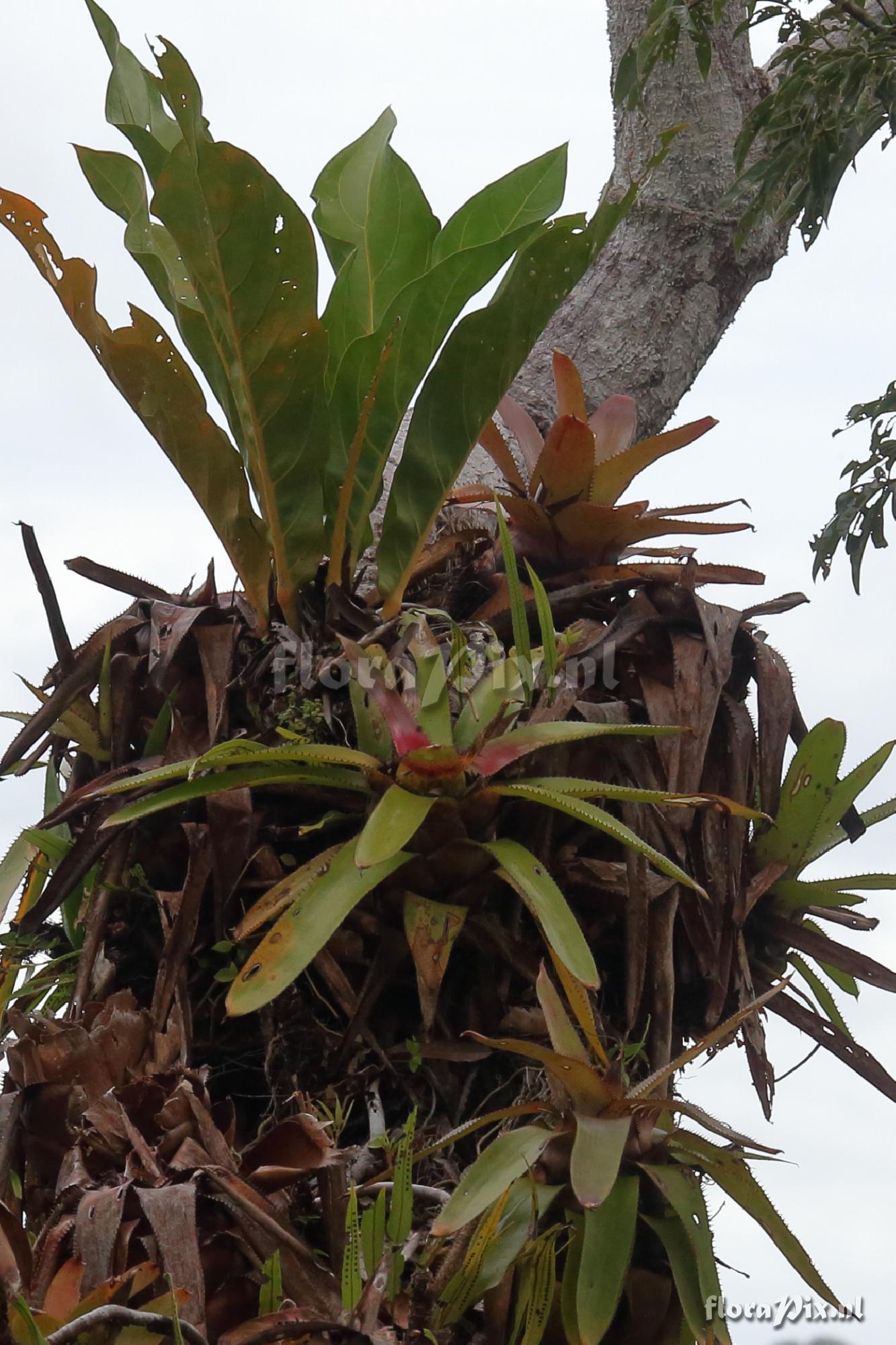 Neoregelia eleutheropetala 