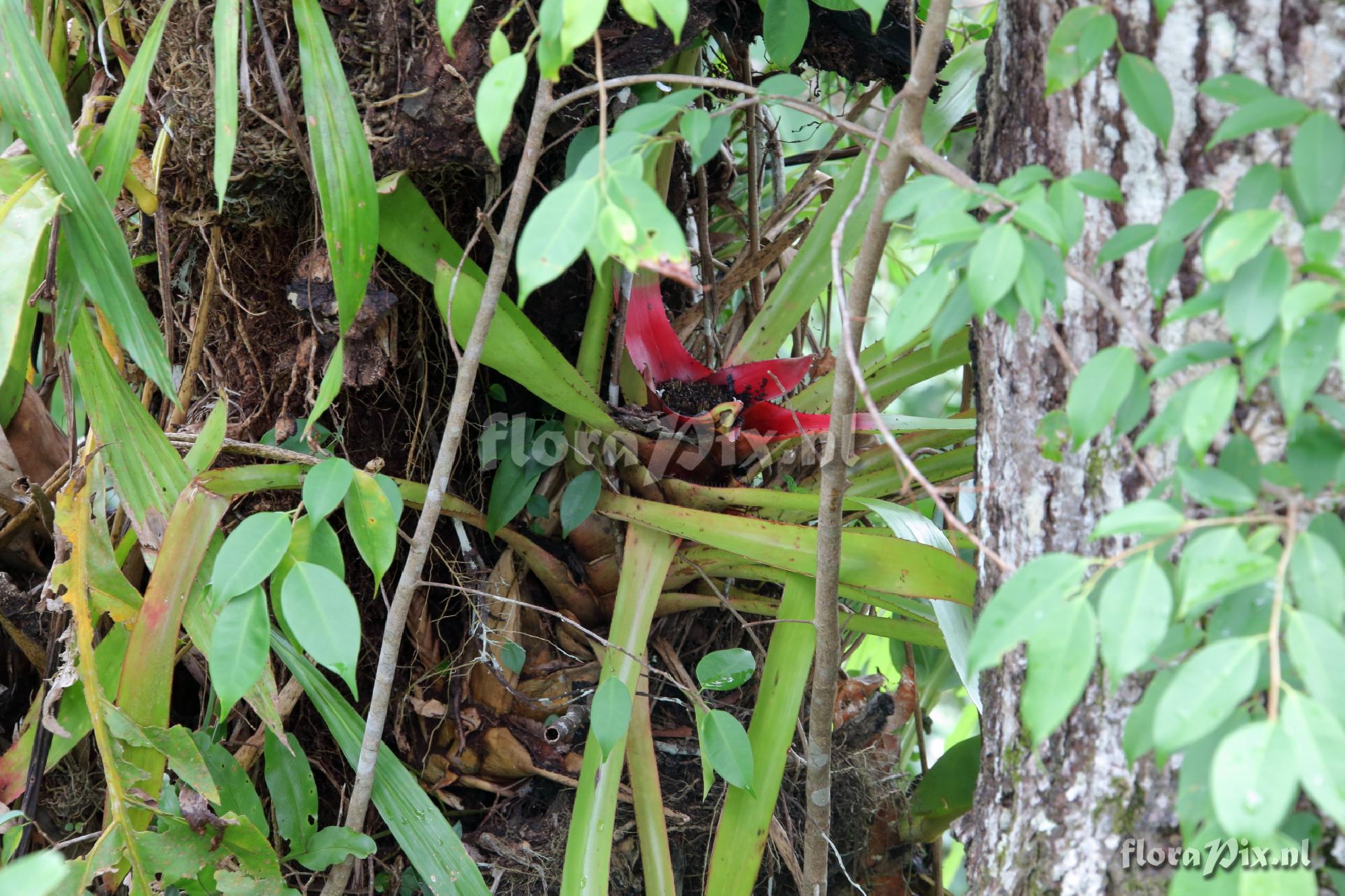 Neoregelia eleutheropetala 