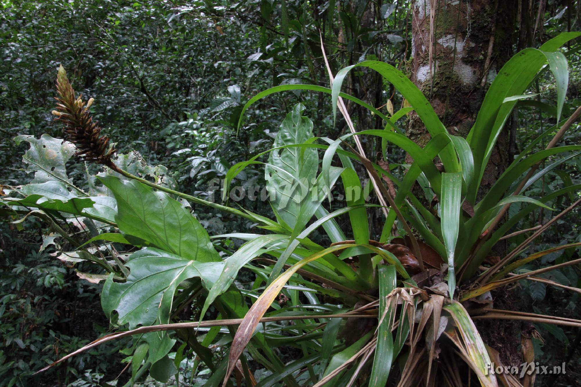 Guzmania calothyrsus