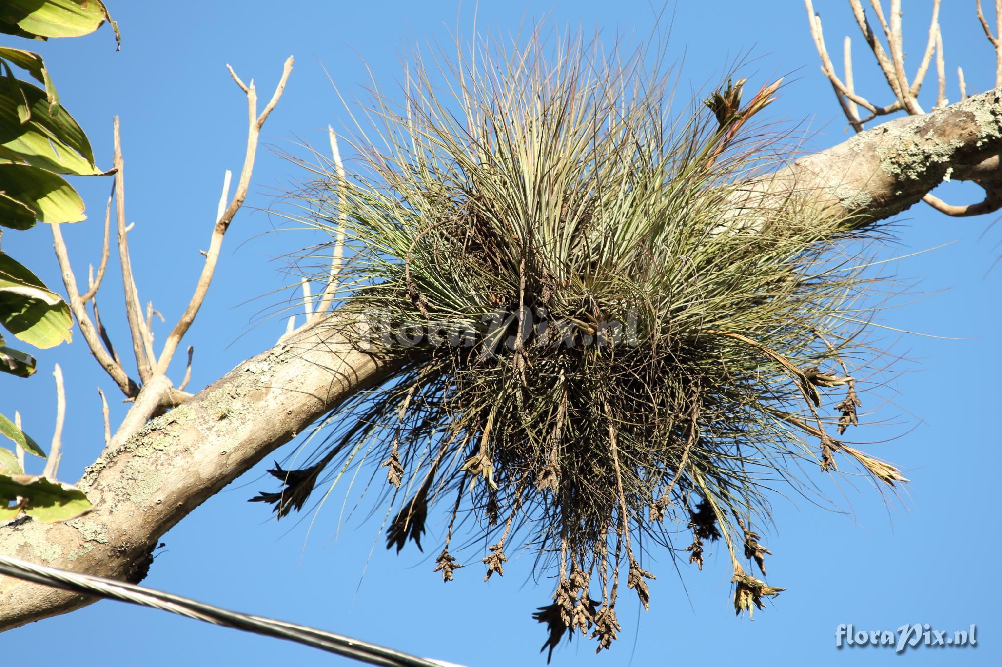 Tillandsia juncea