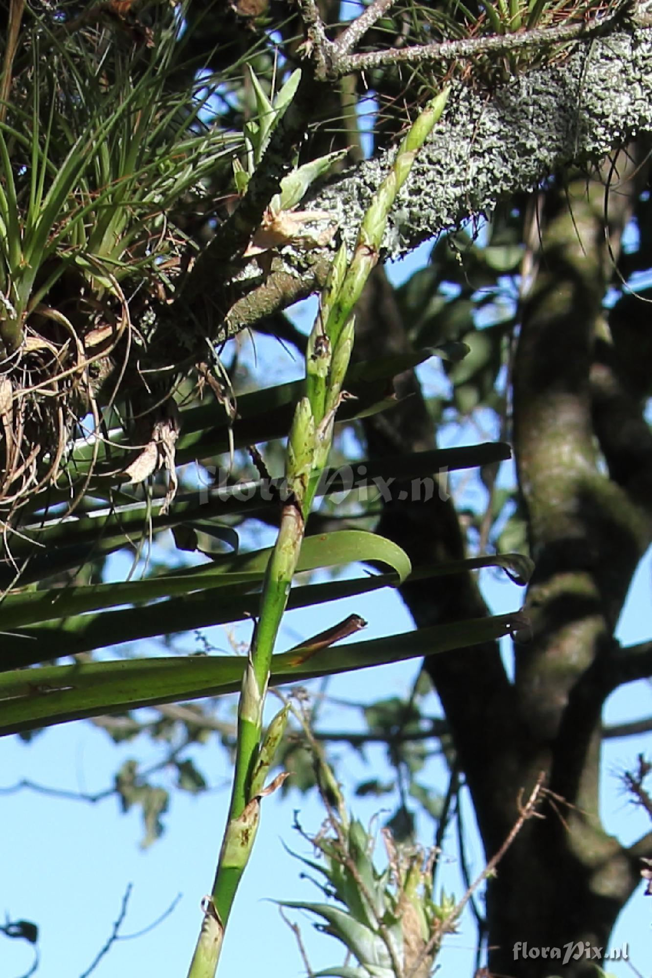 Tillandsia 