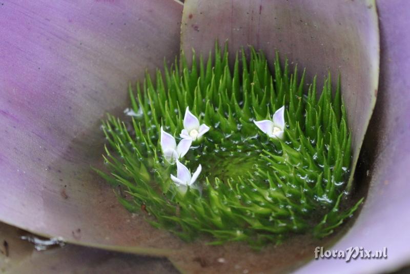 Neoregelia coriacea