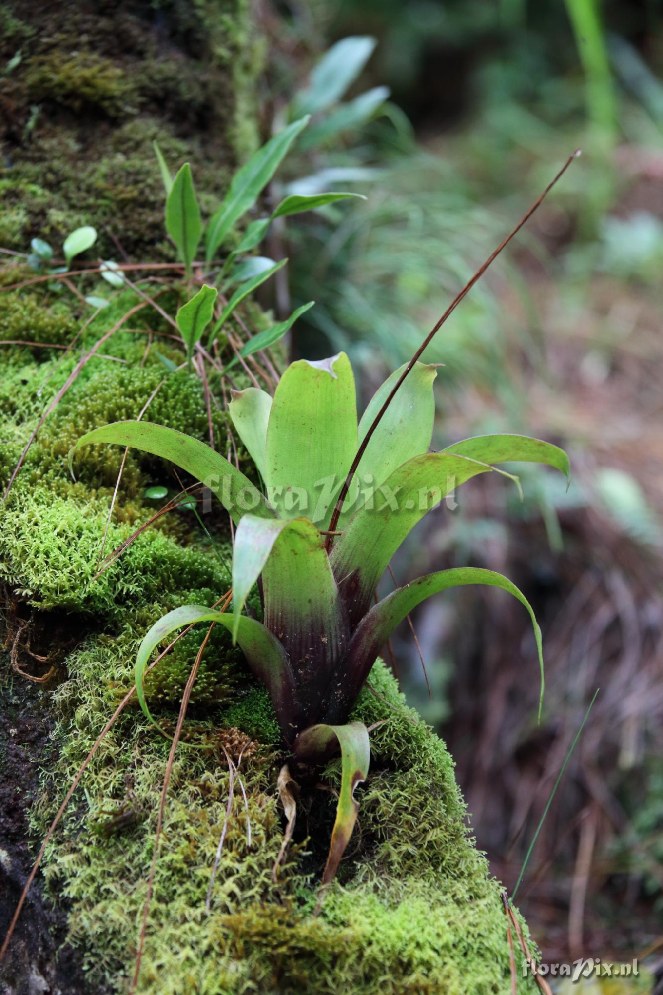 Werauhia ?