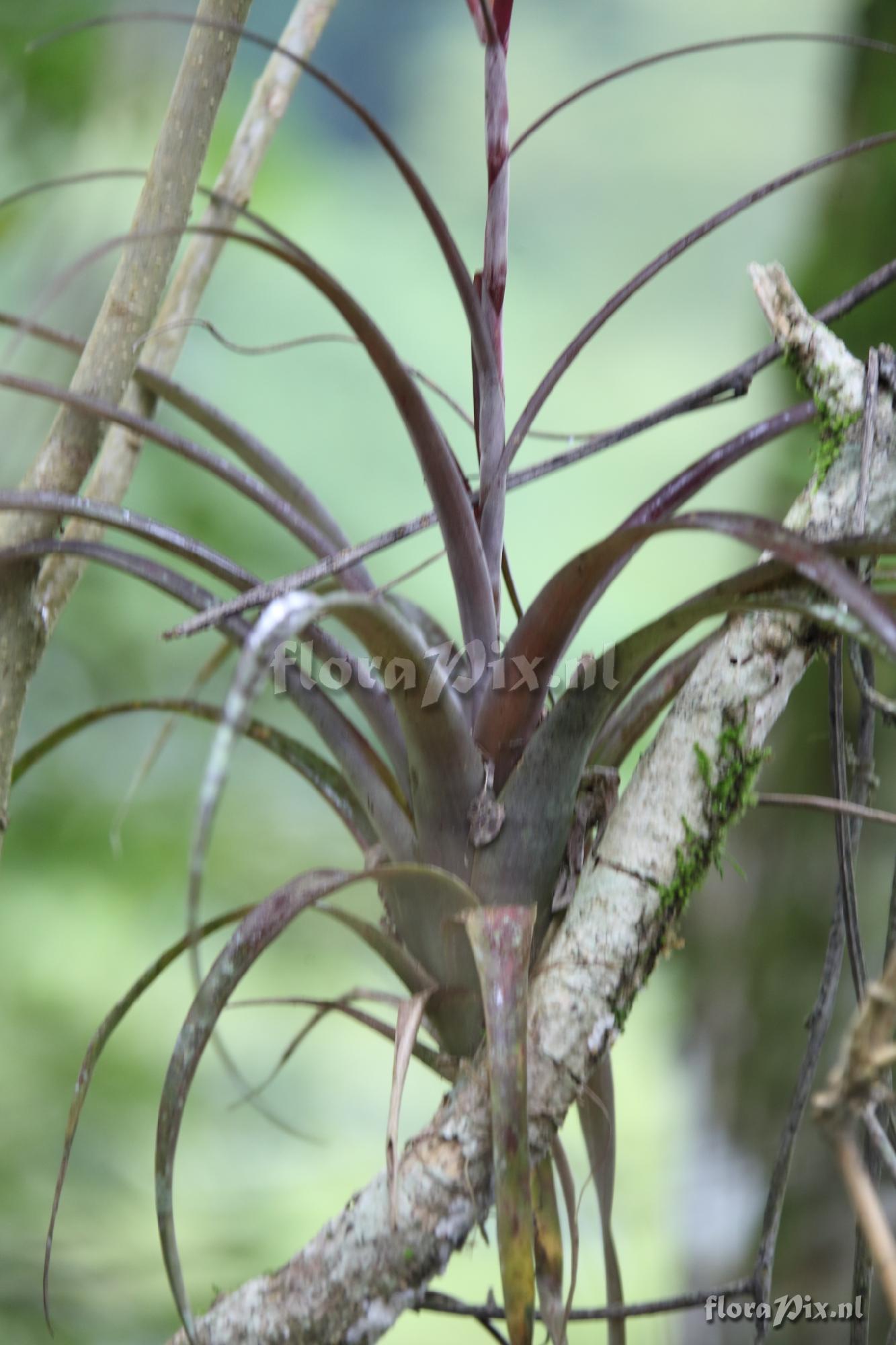 Tillandsia variabilis