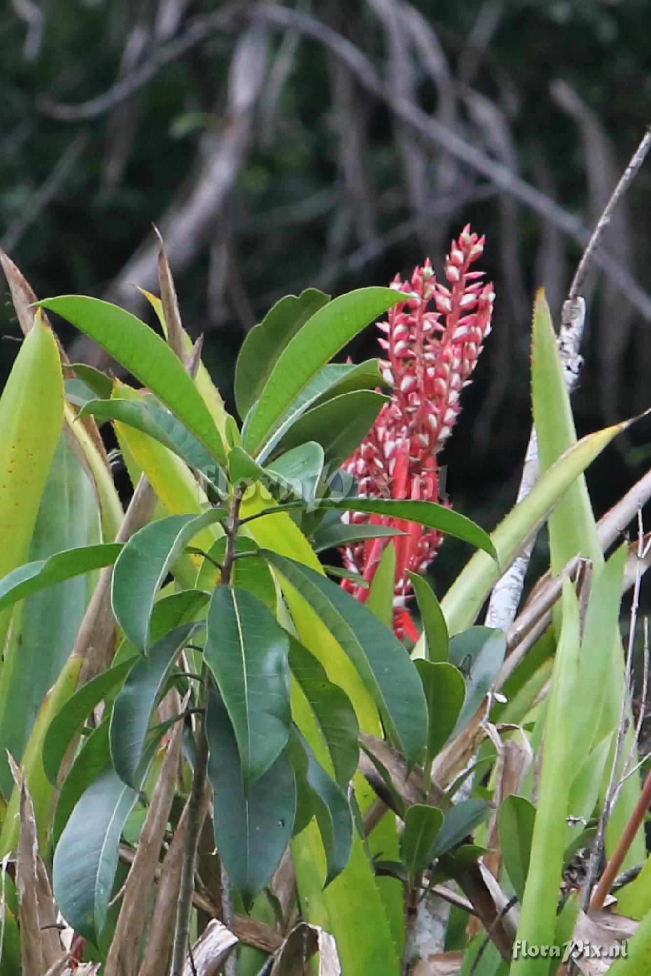 Aechmea tillandsioides