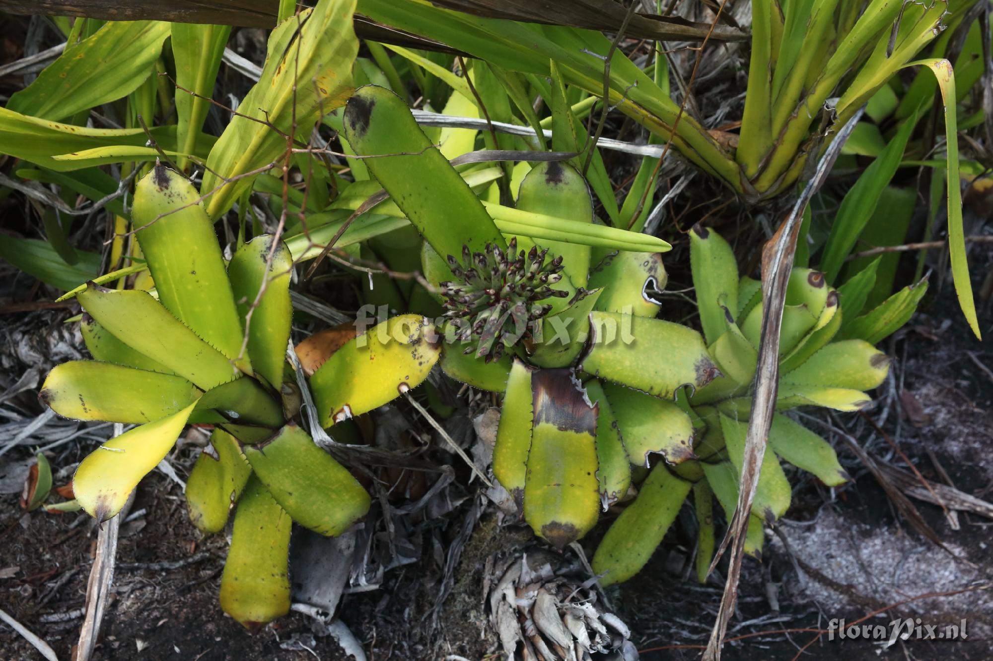 Aechmea sp.