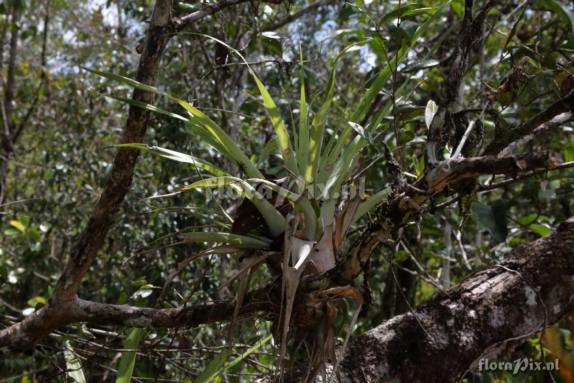 Tillandsia adpressiflora