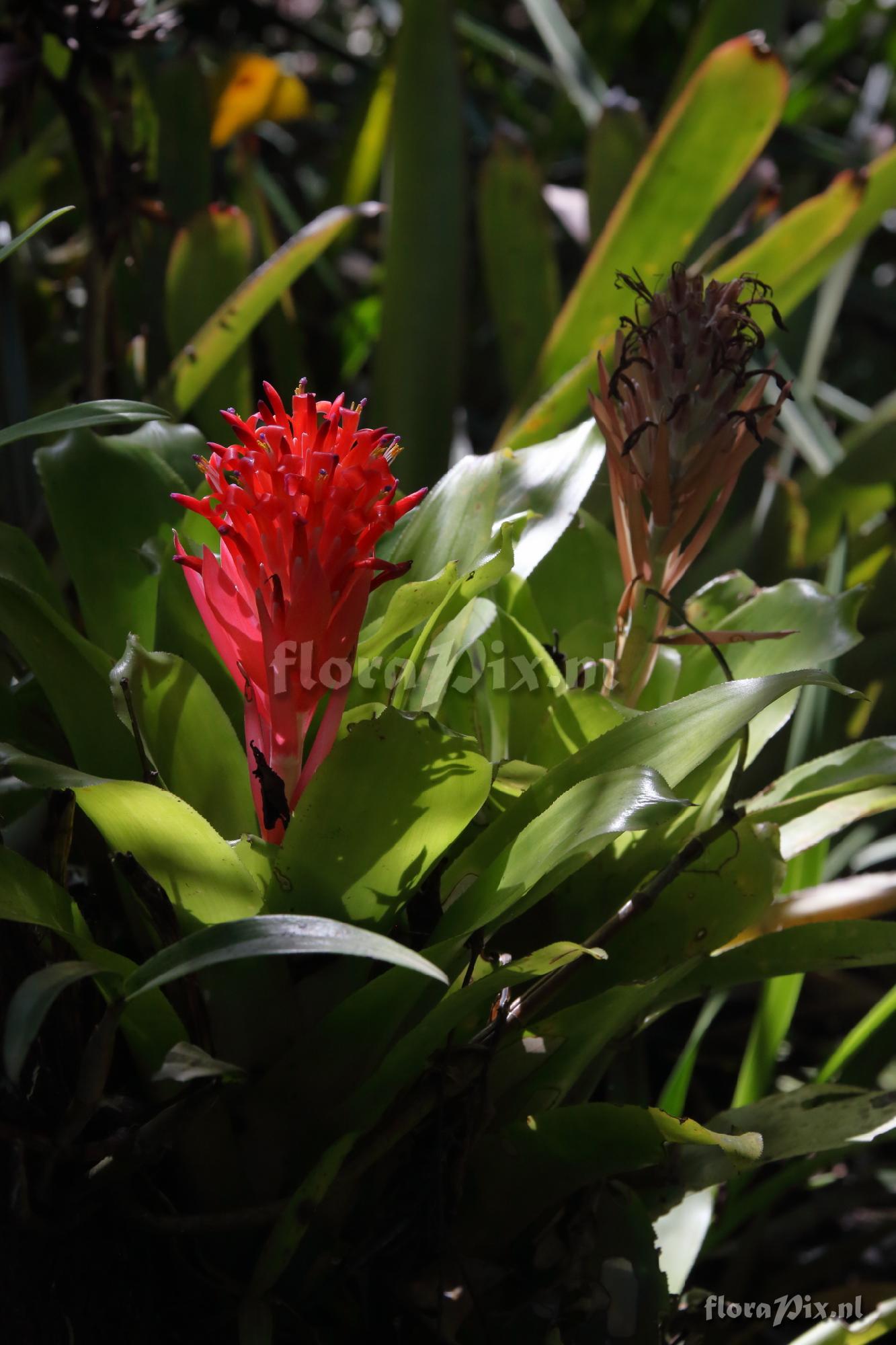 Billbergia pyramidalis