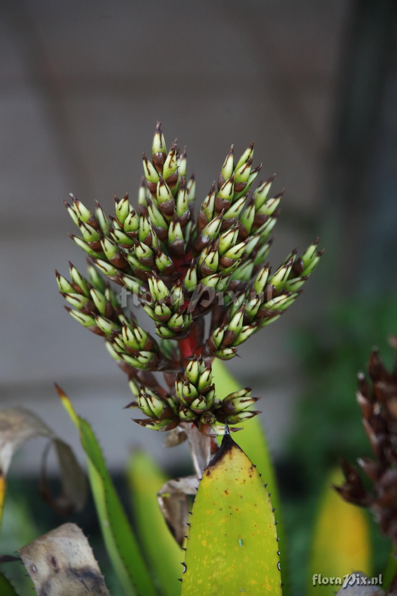 Aechmea sp.