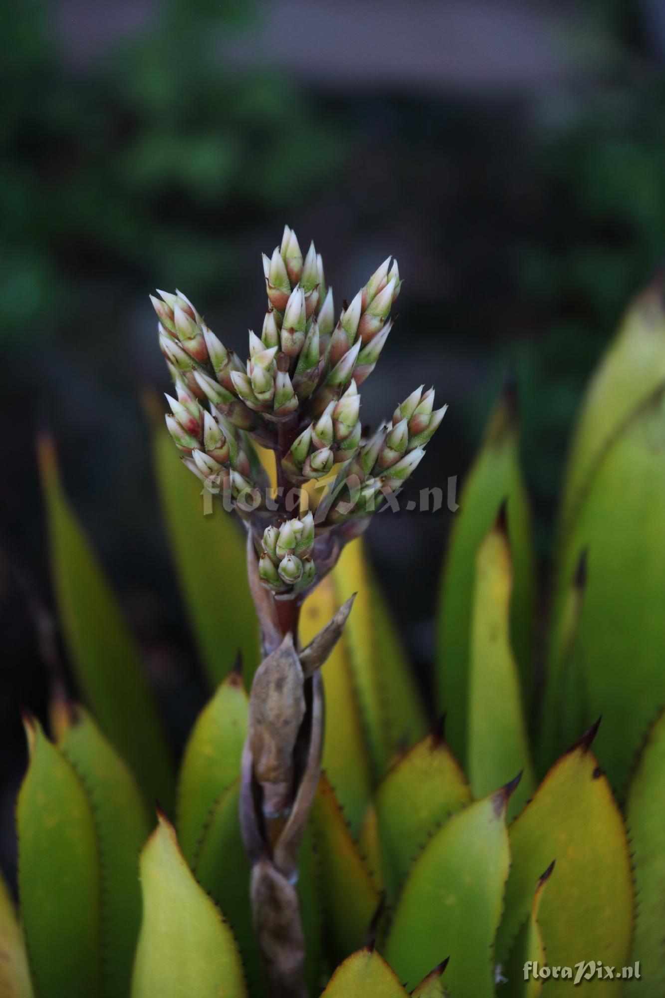 Aechmea sp.