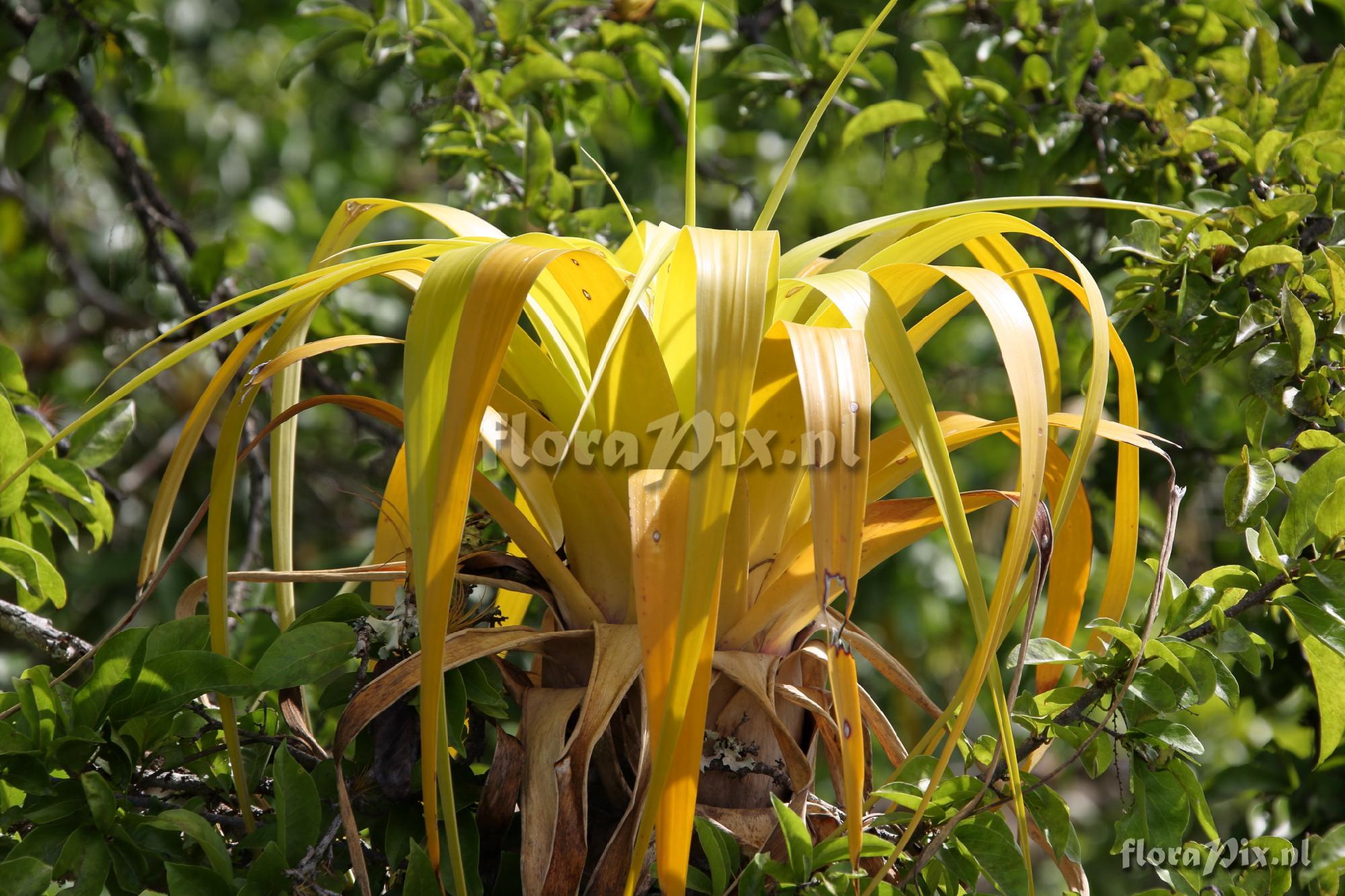 Tillandsia utriculata