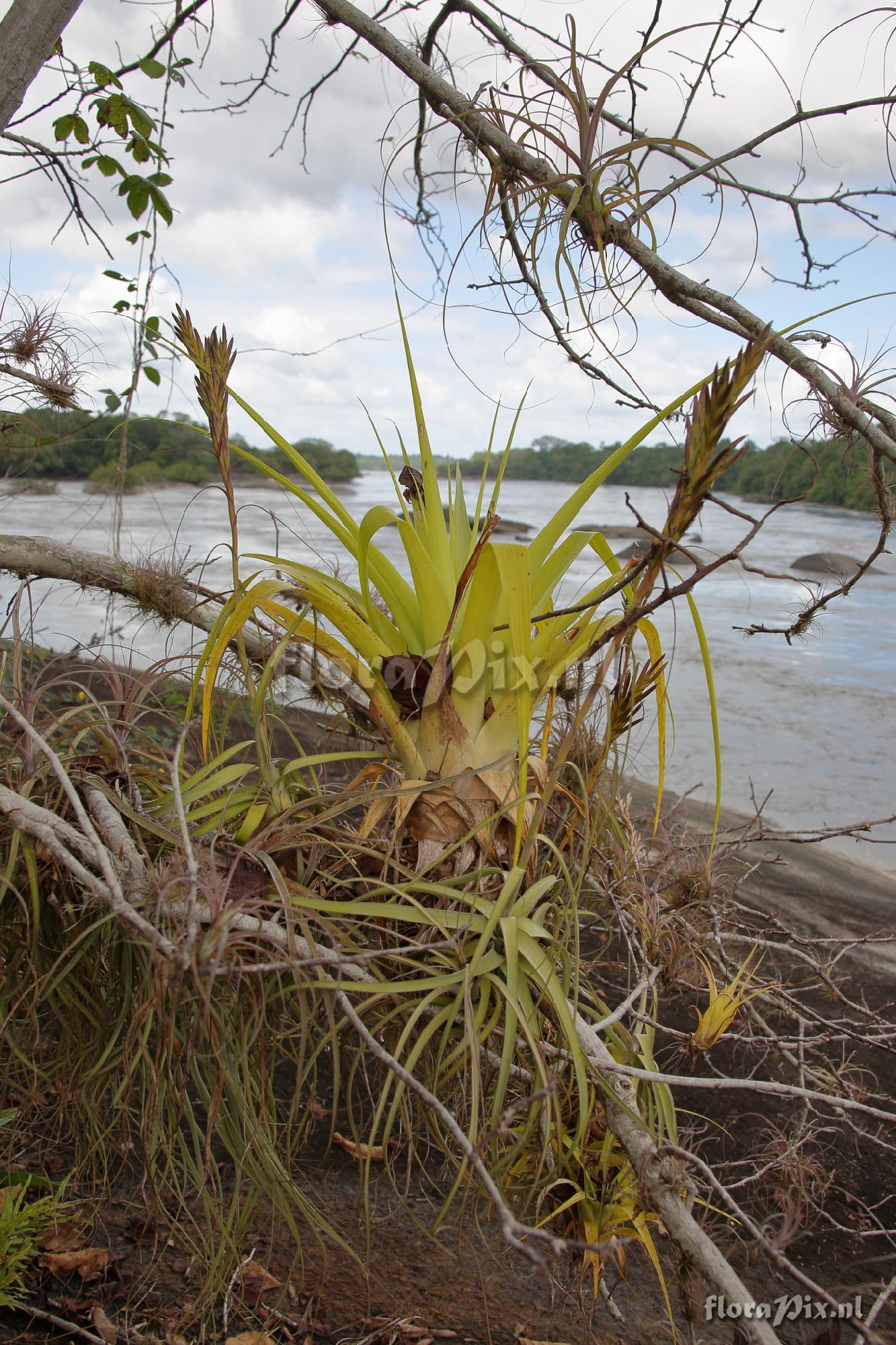 Tillandsia balbisiana