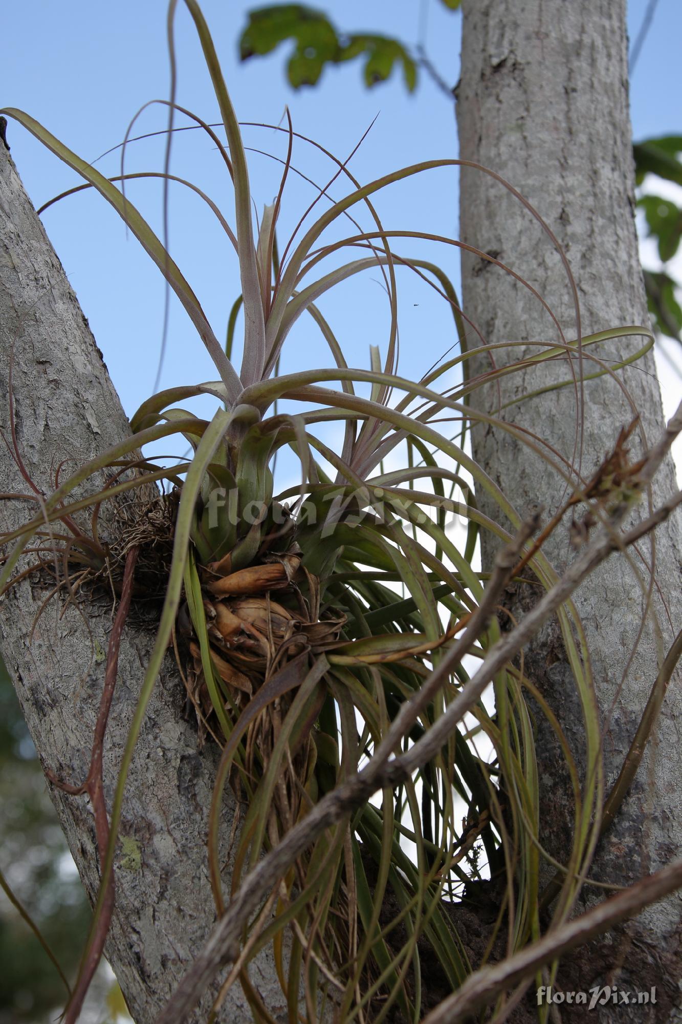 Tillandsia balbisiana