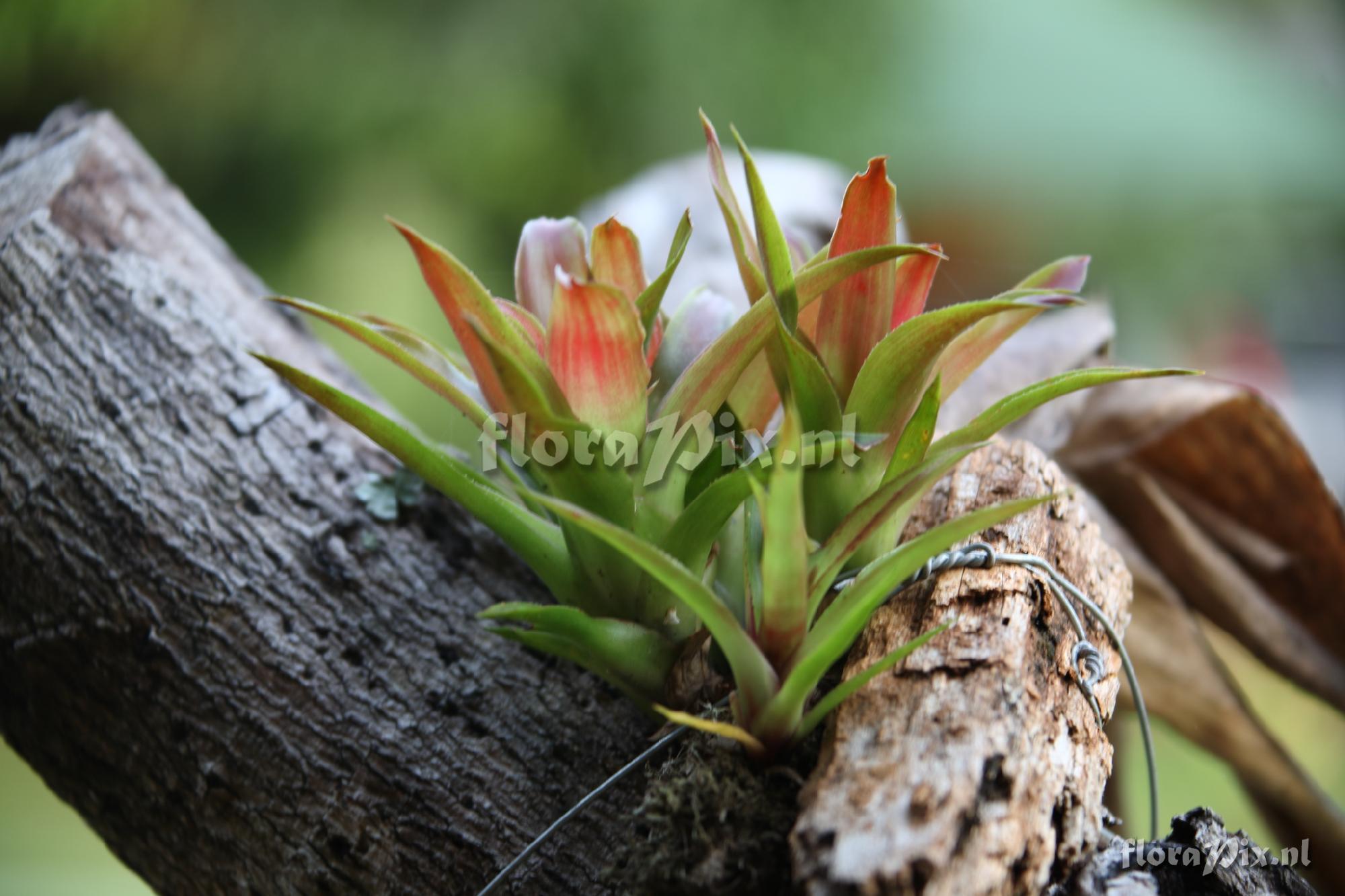 Guzmania butcheri