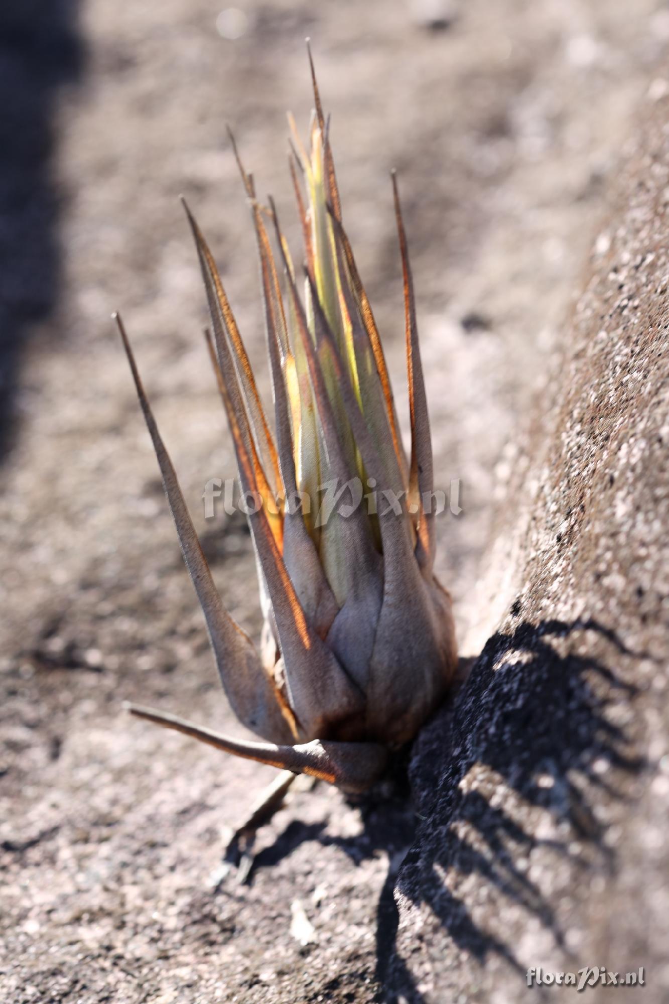 Tillandsia turneri